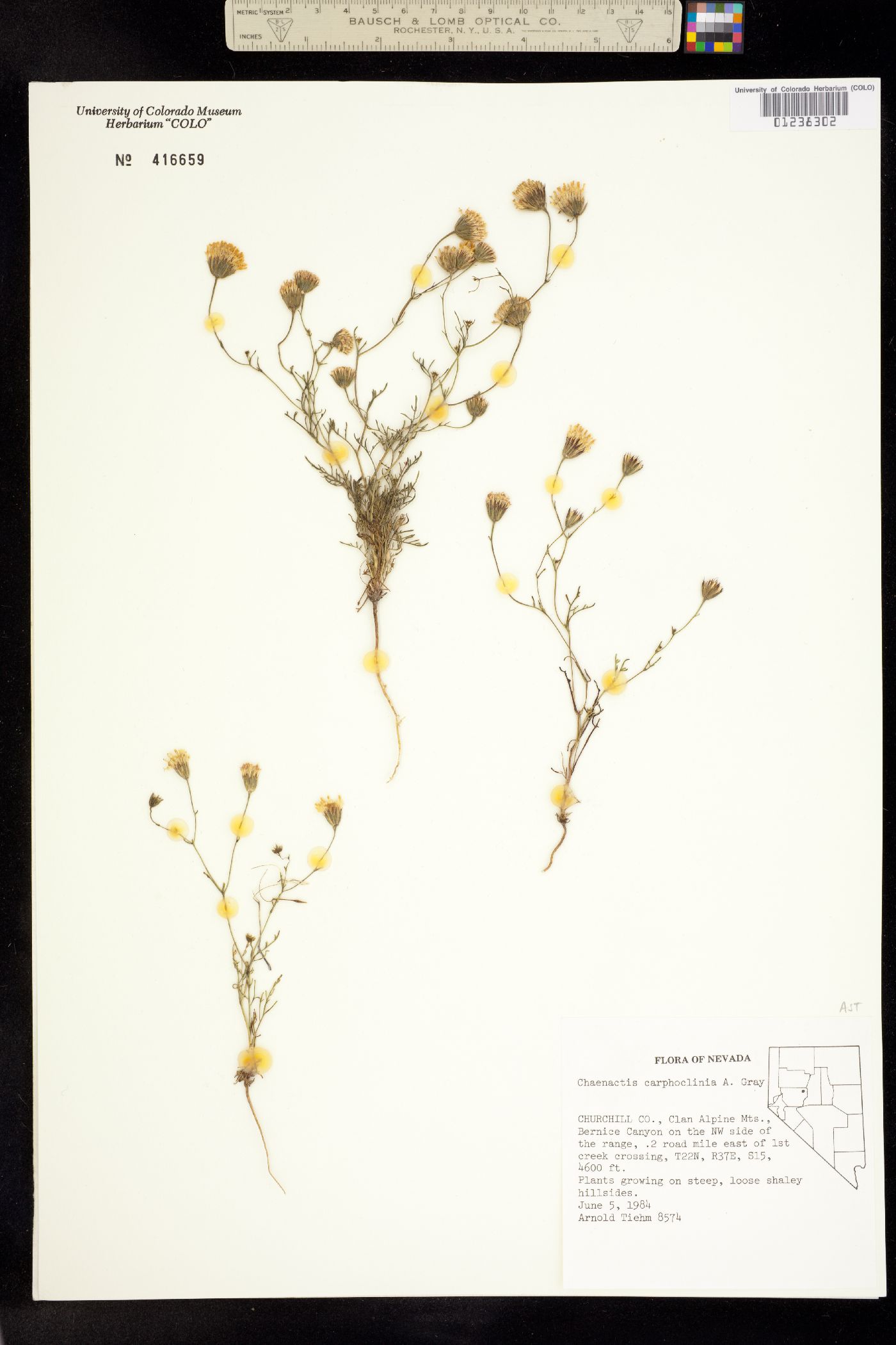 Chaenactis carphoclinia image
