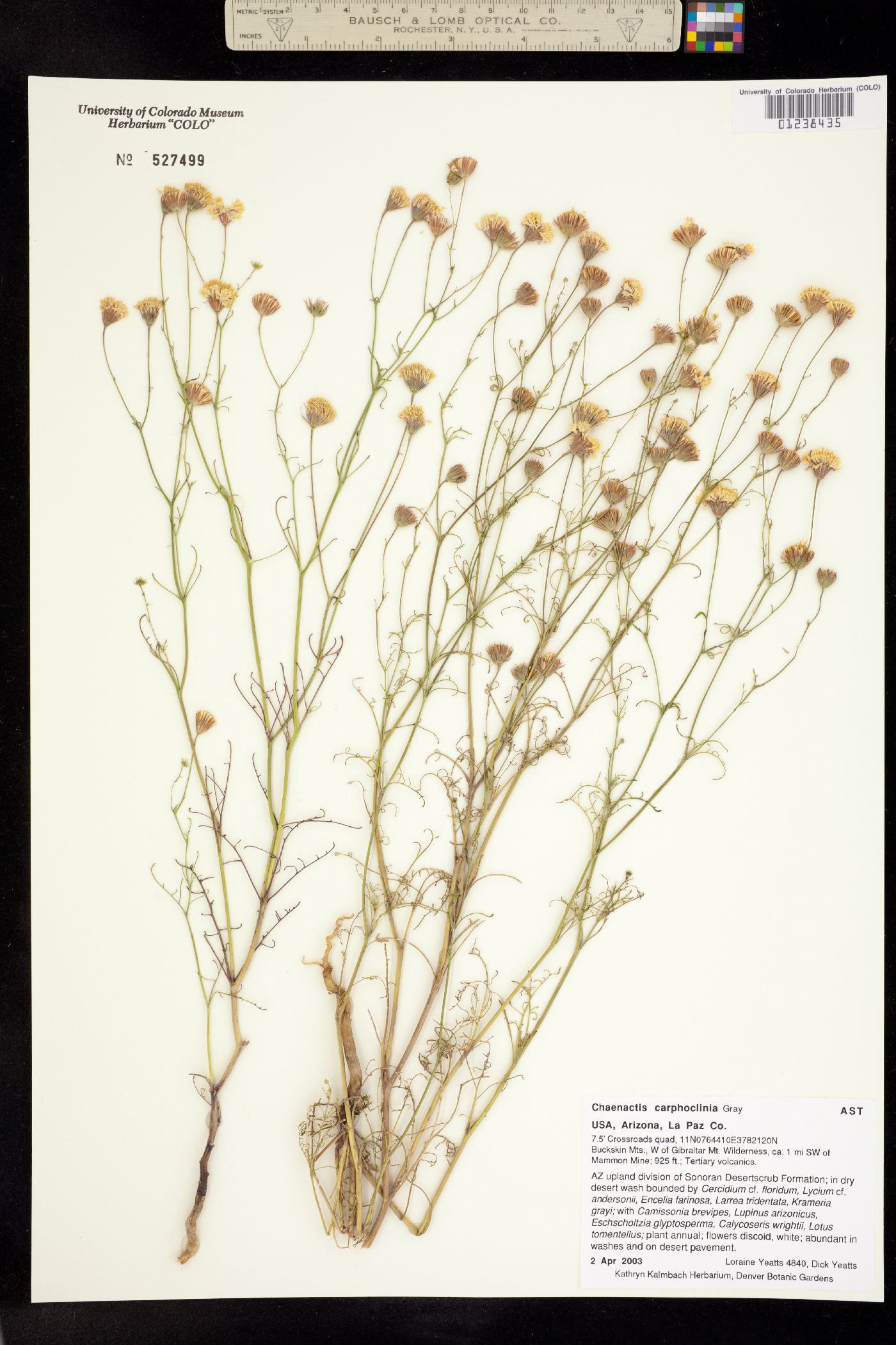 Chaenactis carphoclinia image