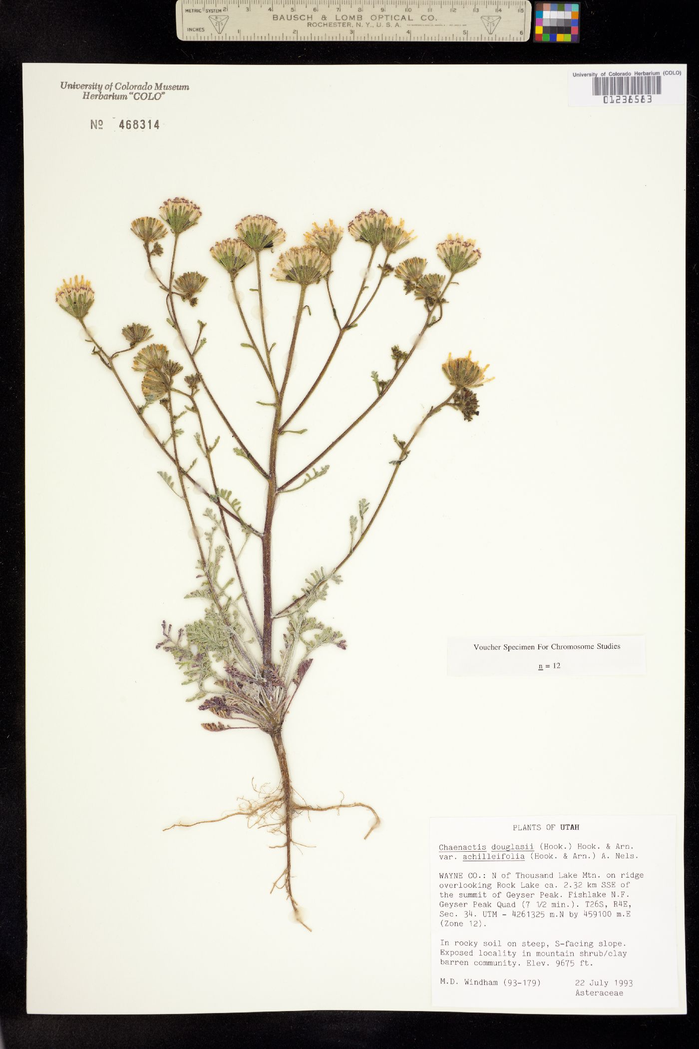 Chaenactis douglasii image