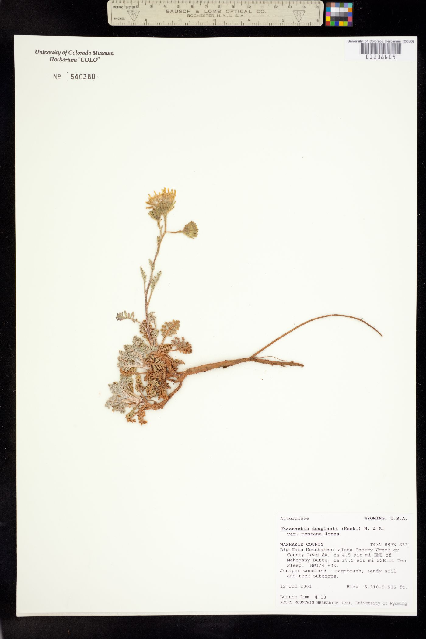 Chaenactis douglasii var. douglasii image