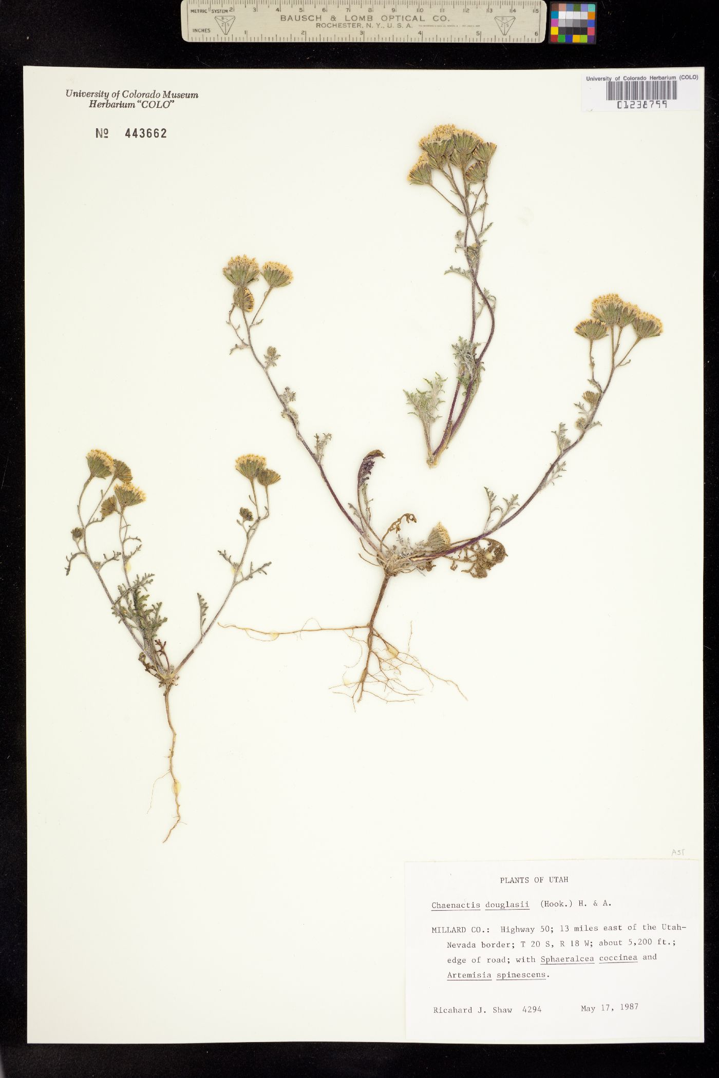 Chaenactis douglasii image