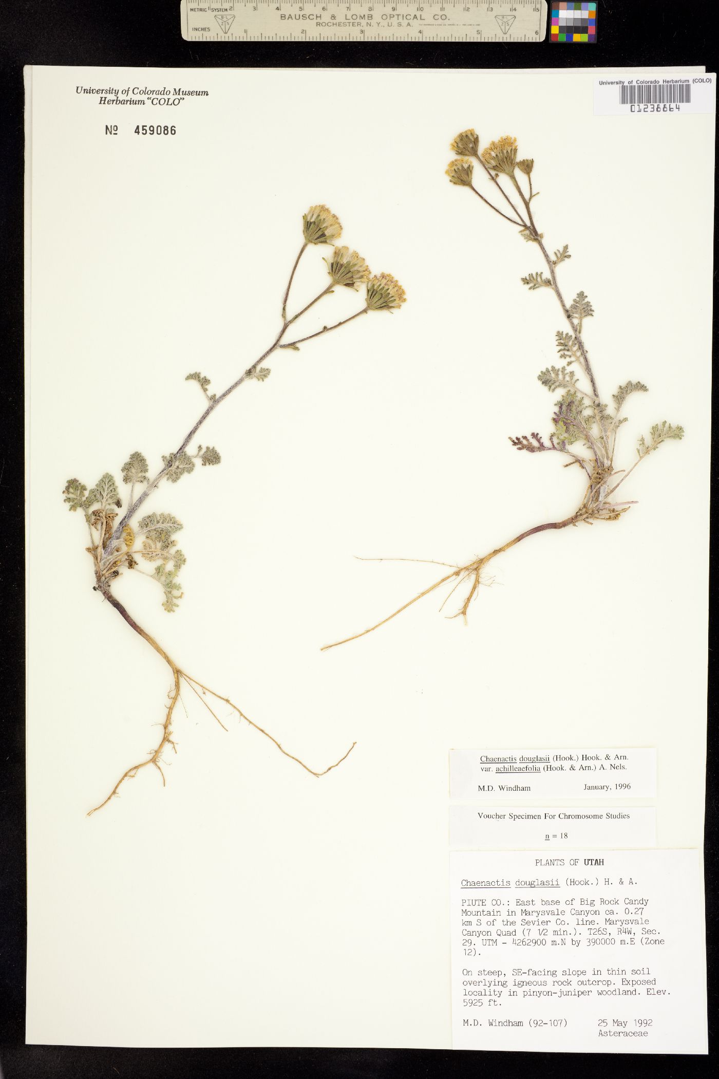 Chaenactis douglasii var. douglasii image