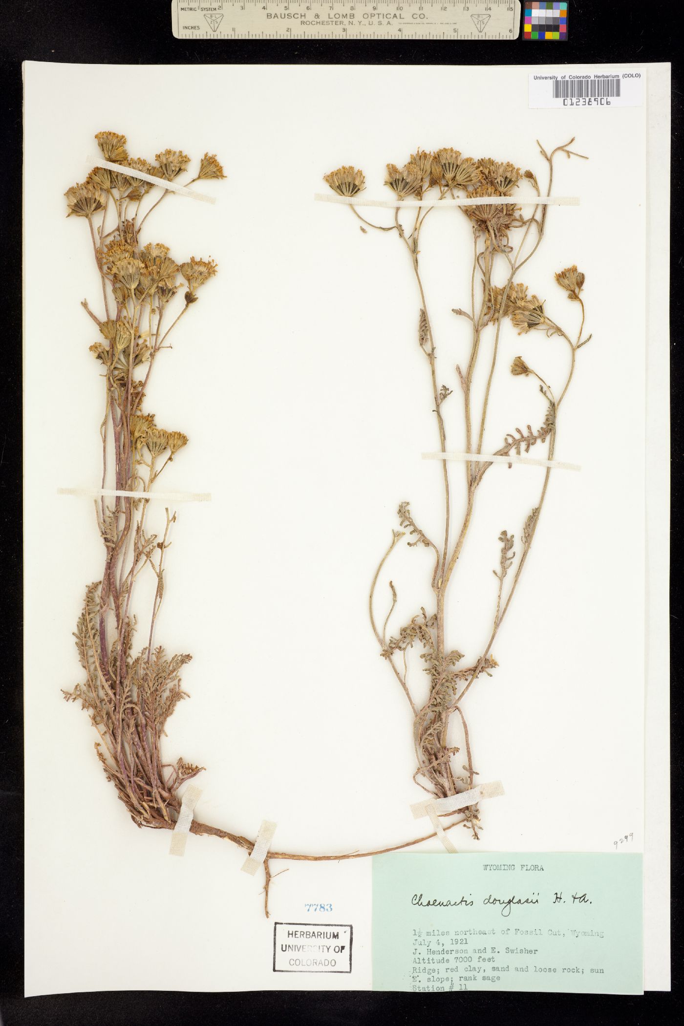 Chaenactis glabriuscula image