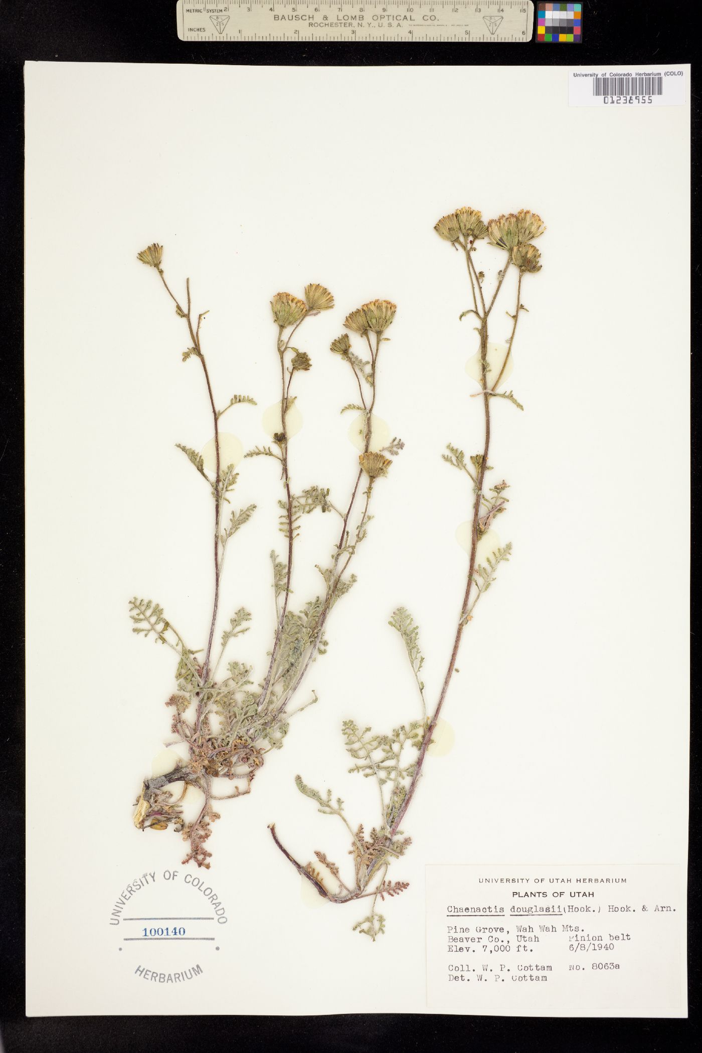 Chaenactis glabriuscula image