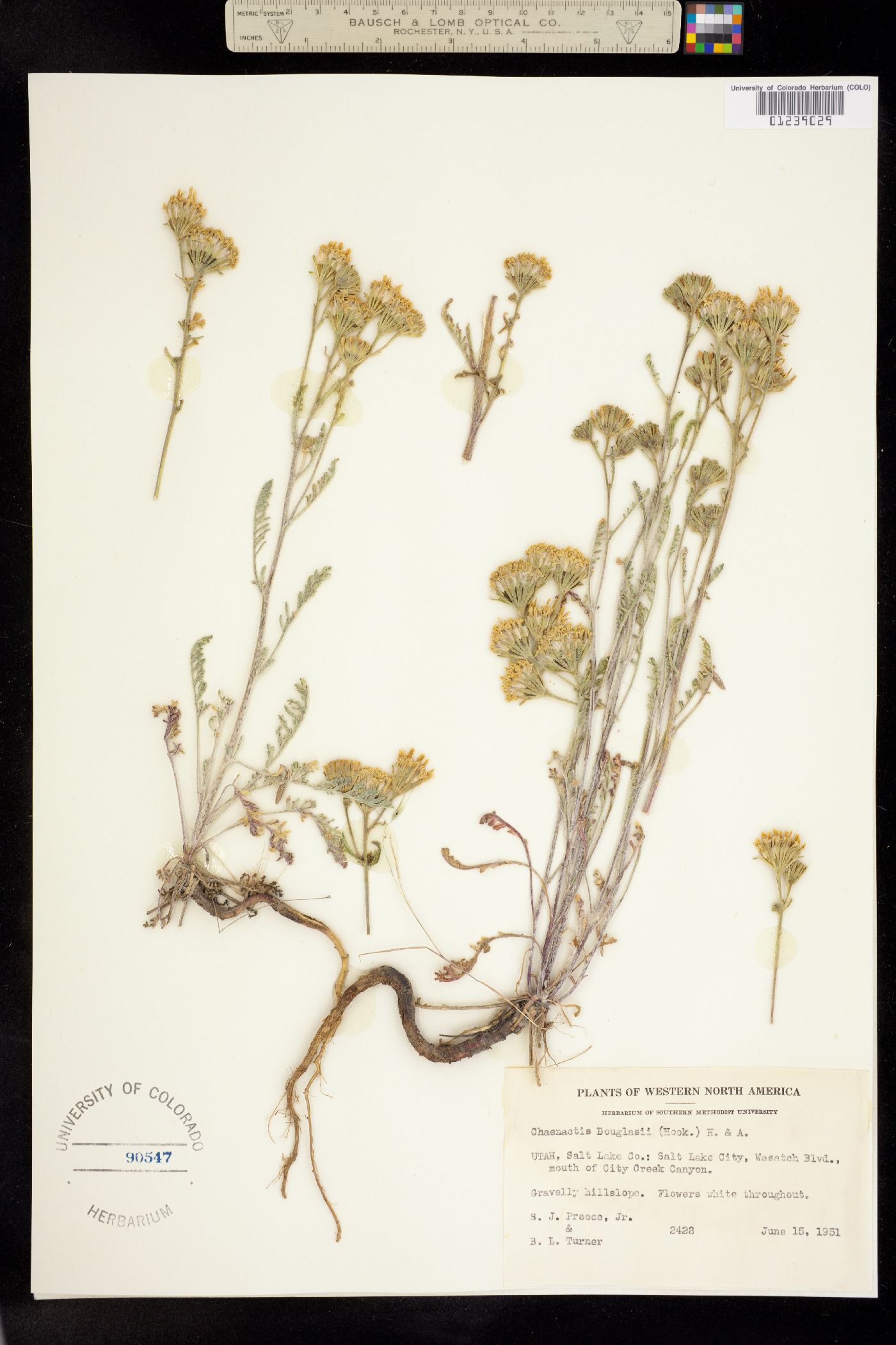 Chaenactis douglasii image