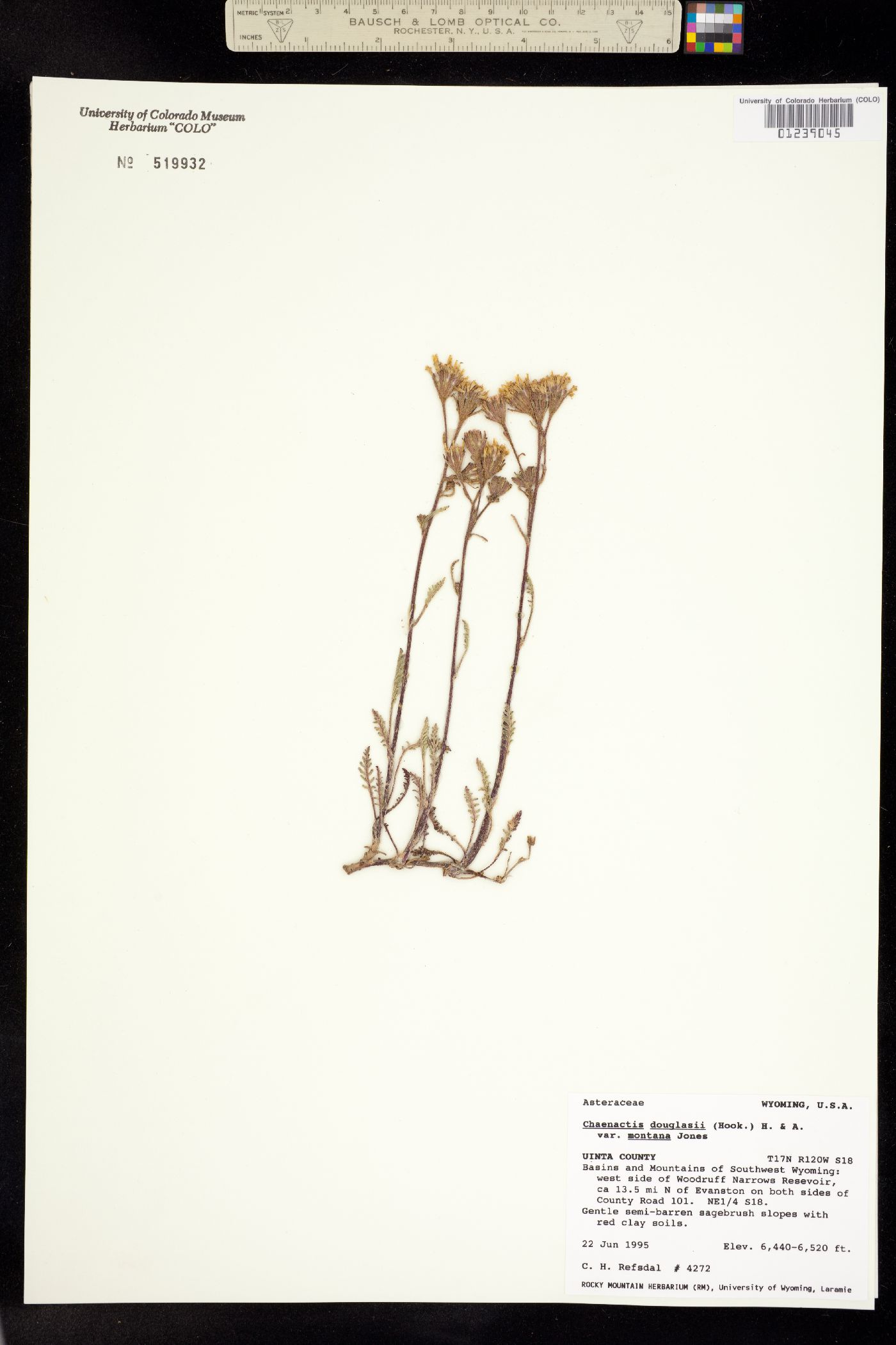 Chaenactis douglasii var. douglasii image