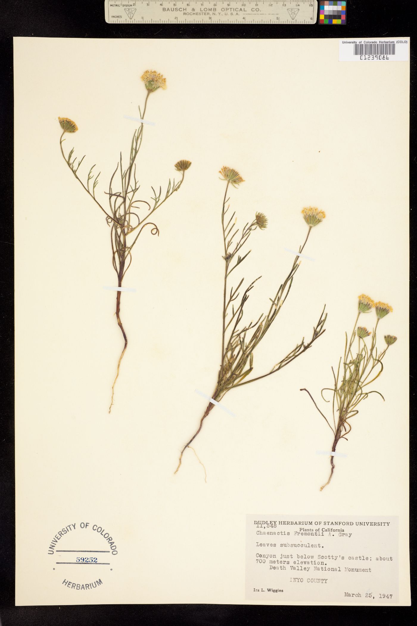 Chaenactis fremontii image