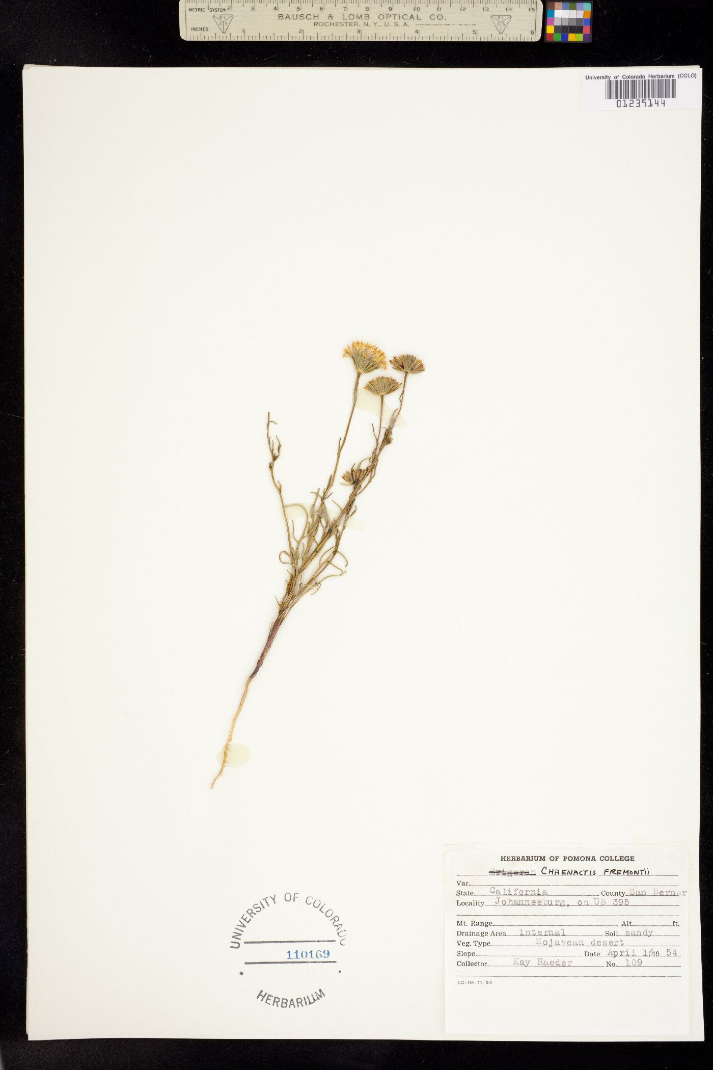 Chaenactis image