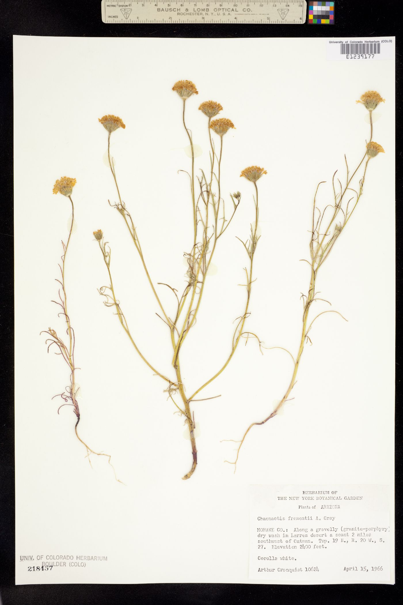 Chaenactis fremontii image