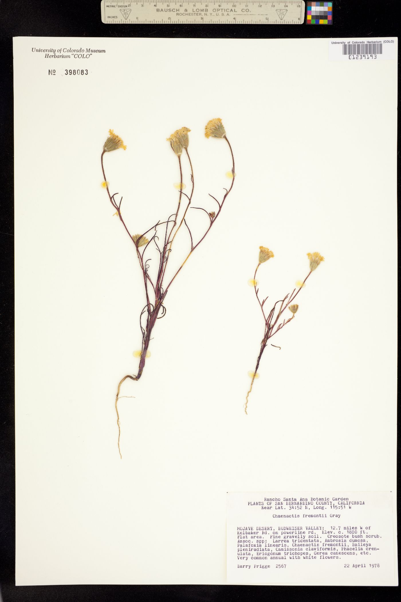 Chaenactis fremontii image