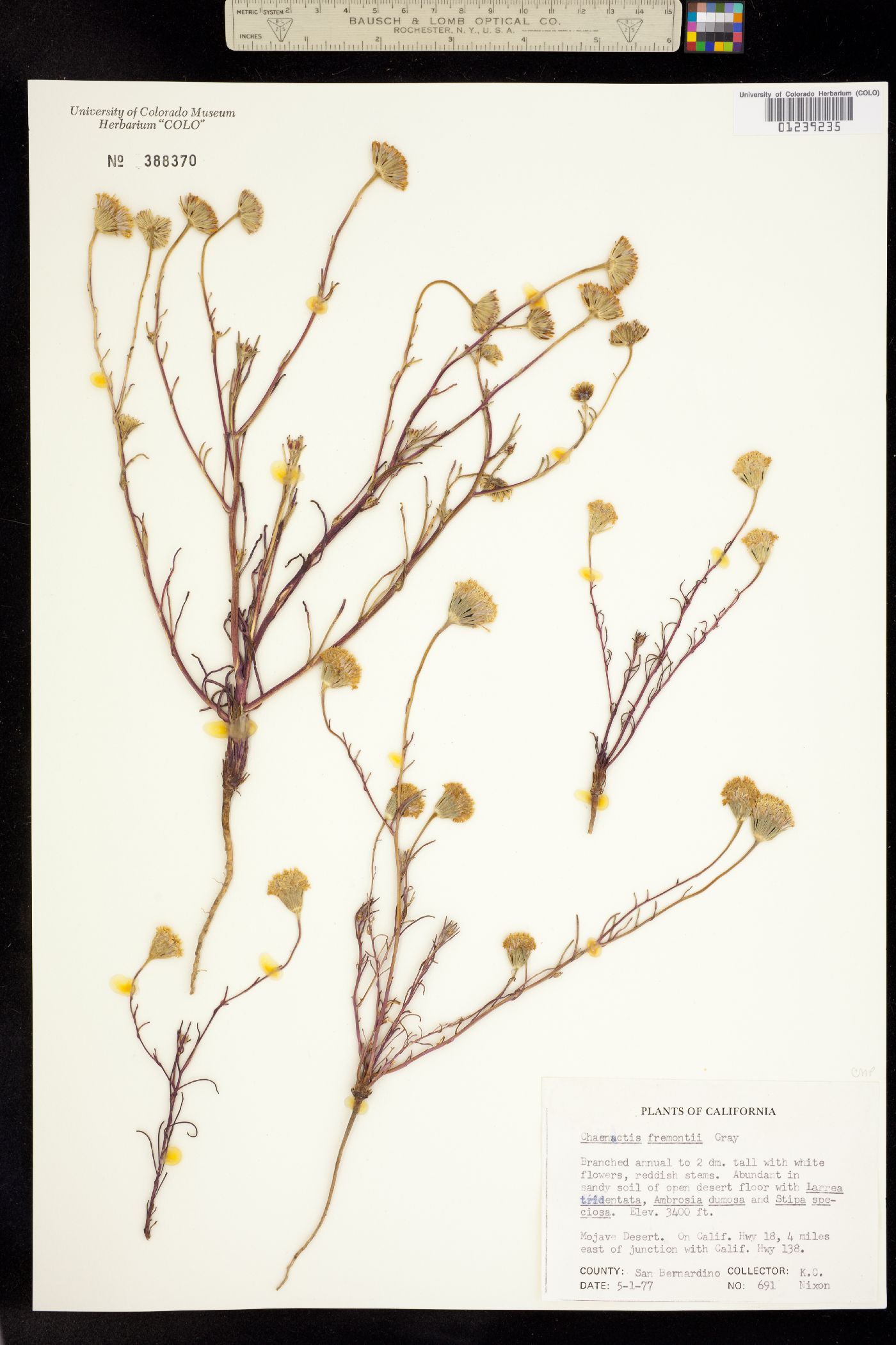 Chaenactis fremontii image