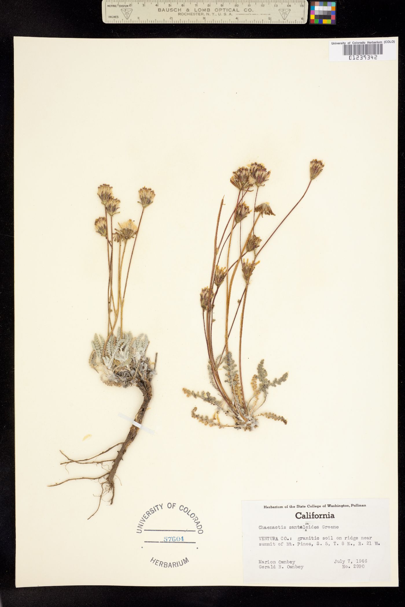 Chaenactis santolinoides image