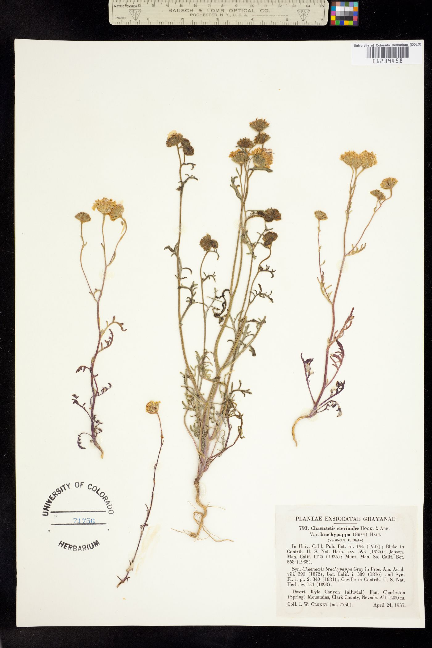 Chaenactis stevioides image