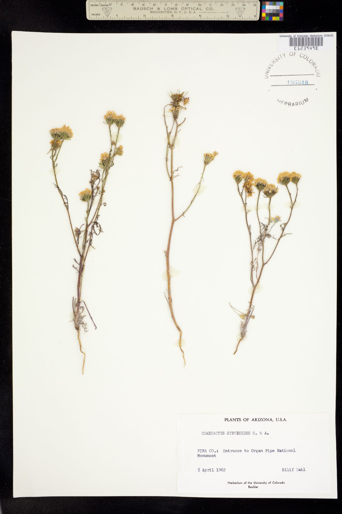 Chaenactis stevioides image