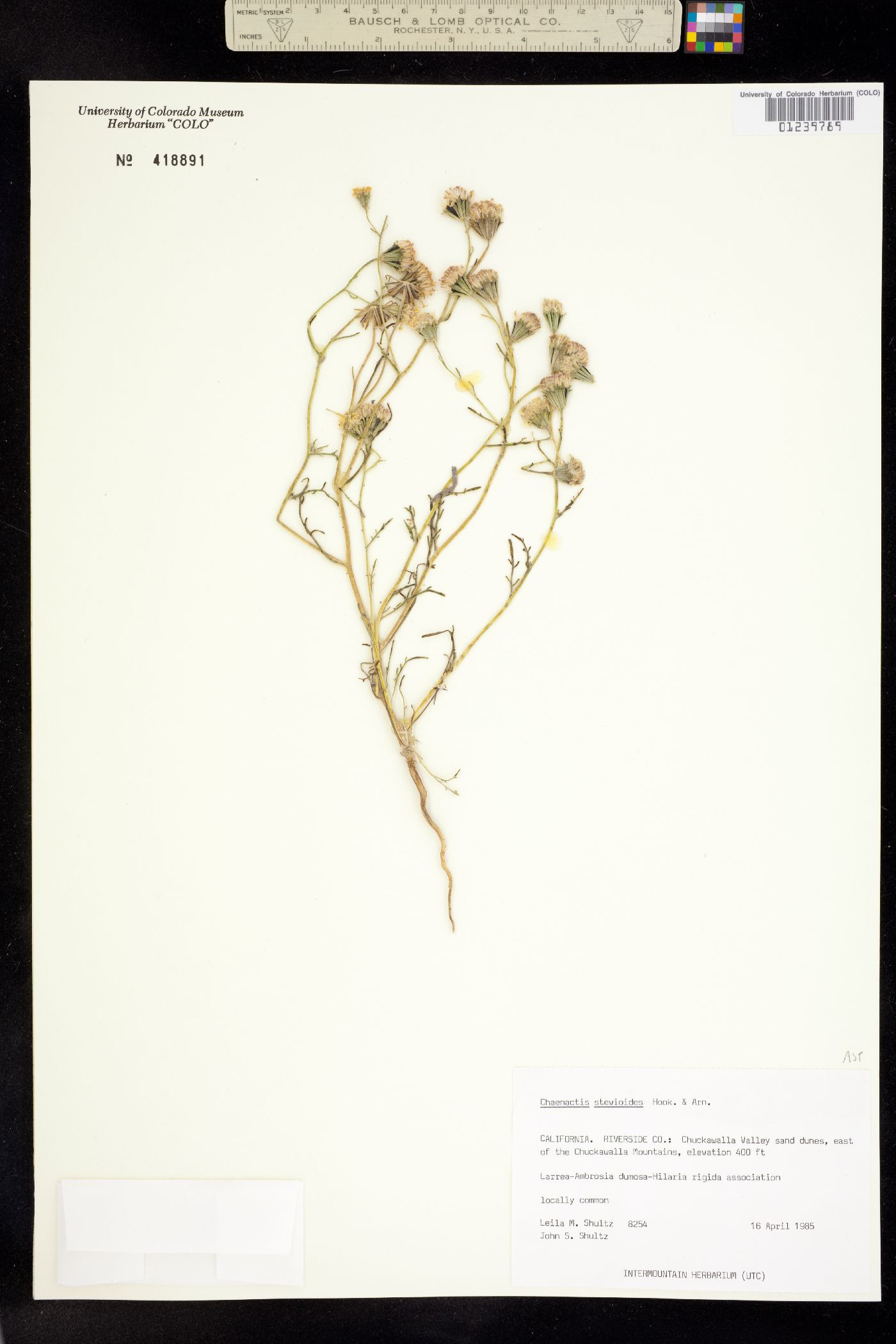 Chaenactis stevioides image