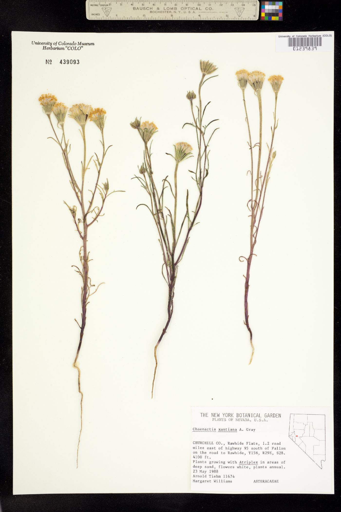 Chaenactis xantiana image
