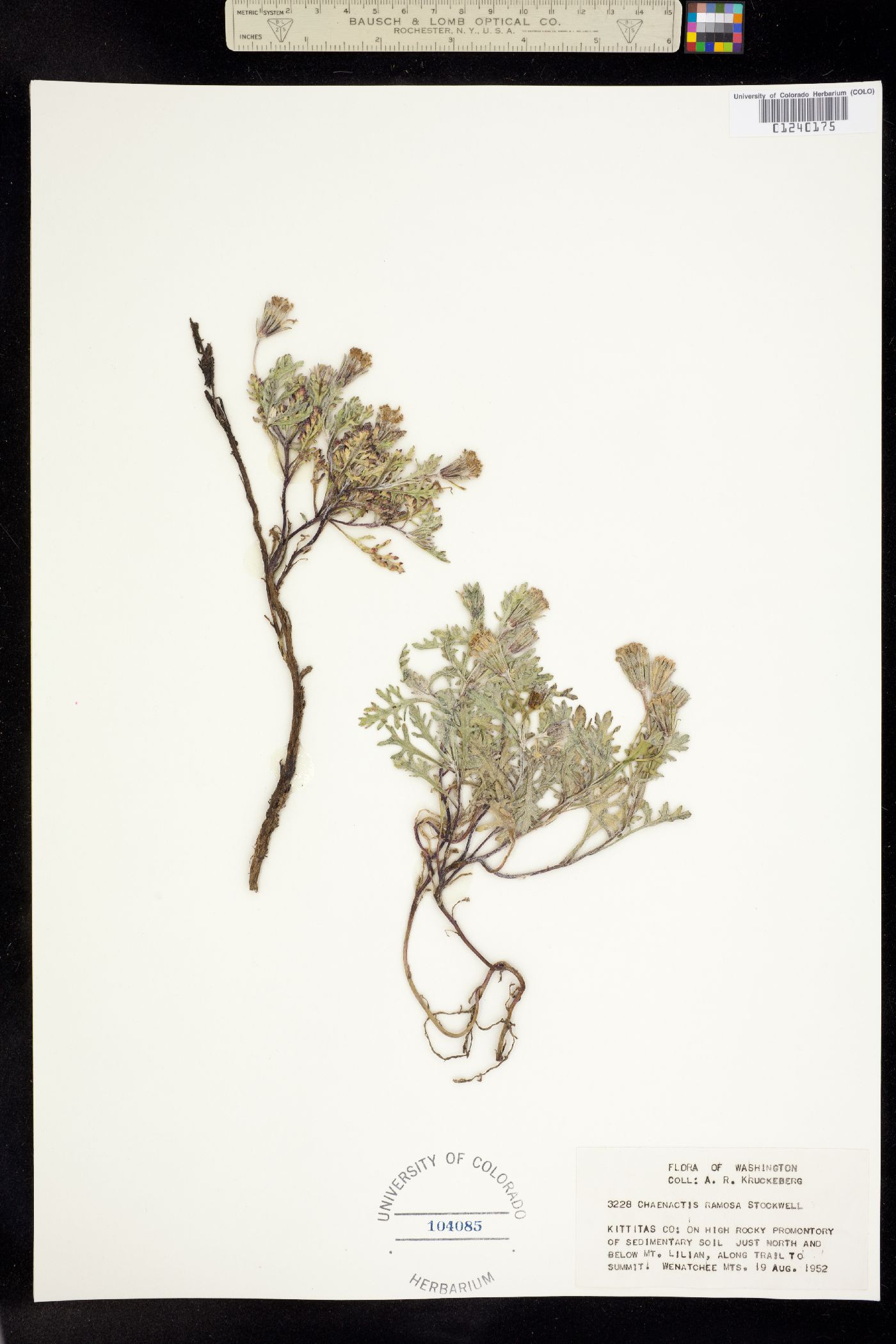 Chaenactis douglasii var. douglasii image