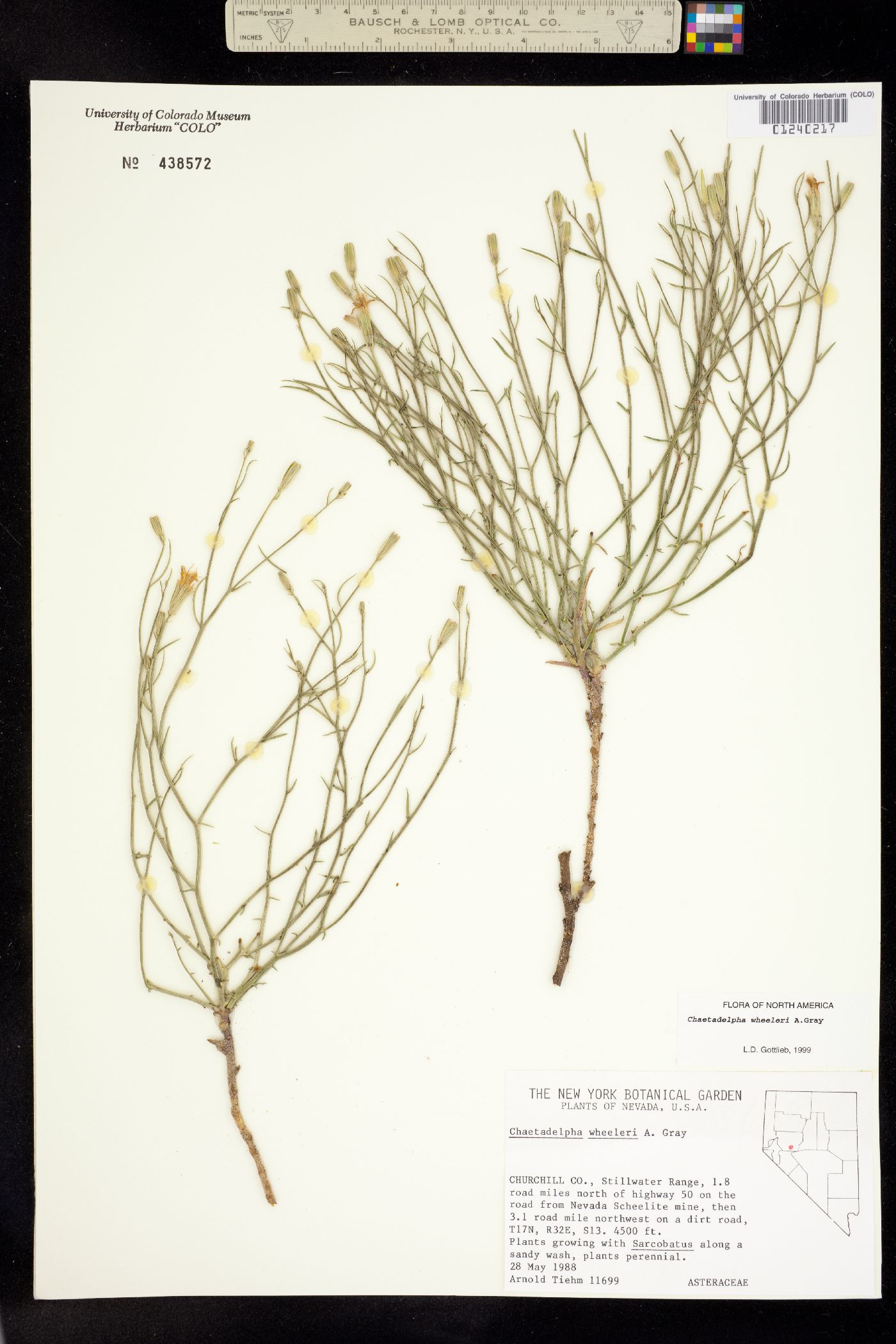 Chaetadelpha wheeleri image