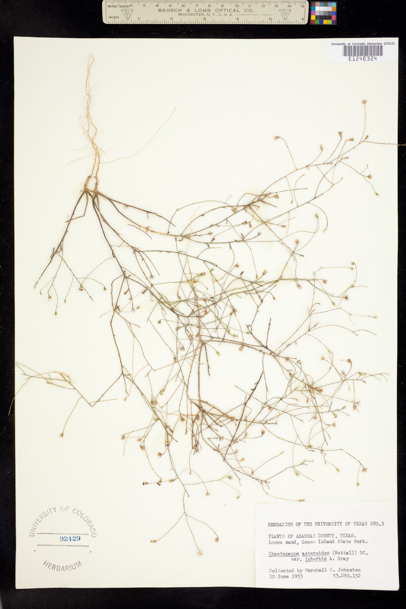 Chaetopappa asteroides image