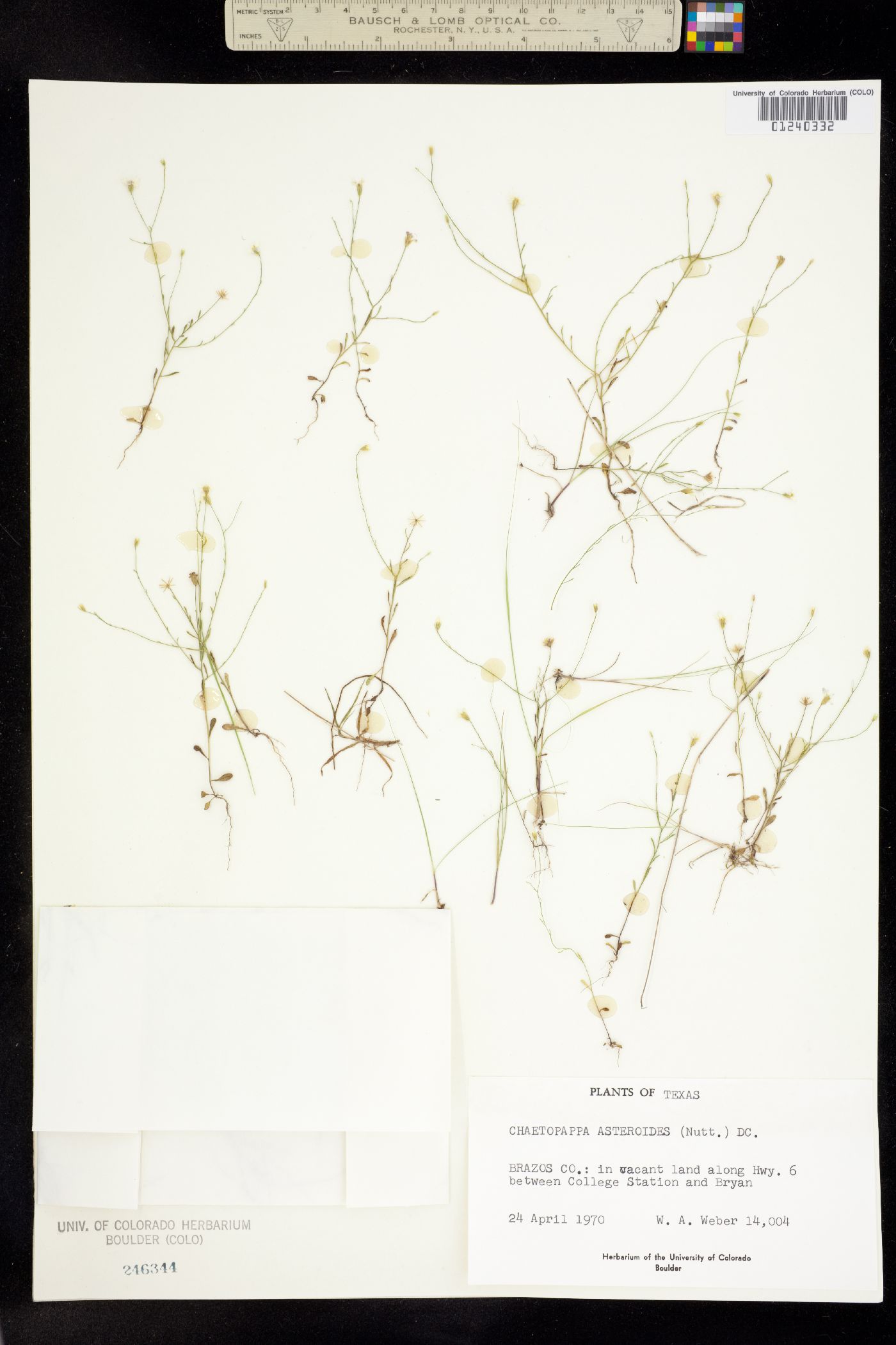 Chaetopappa asteroides image