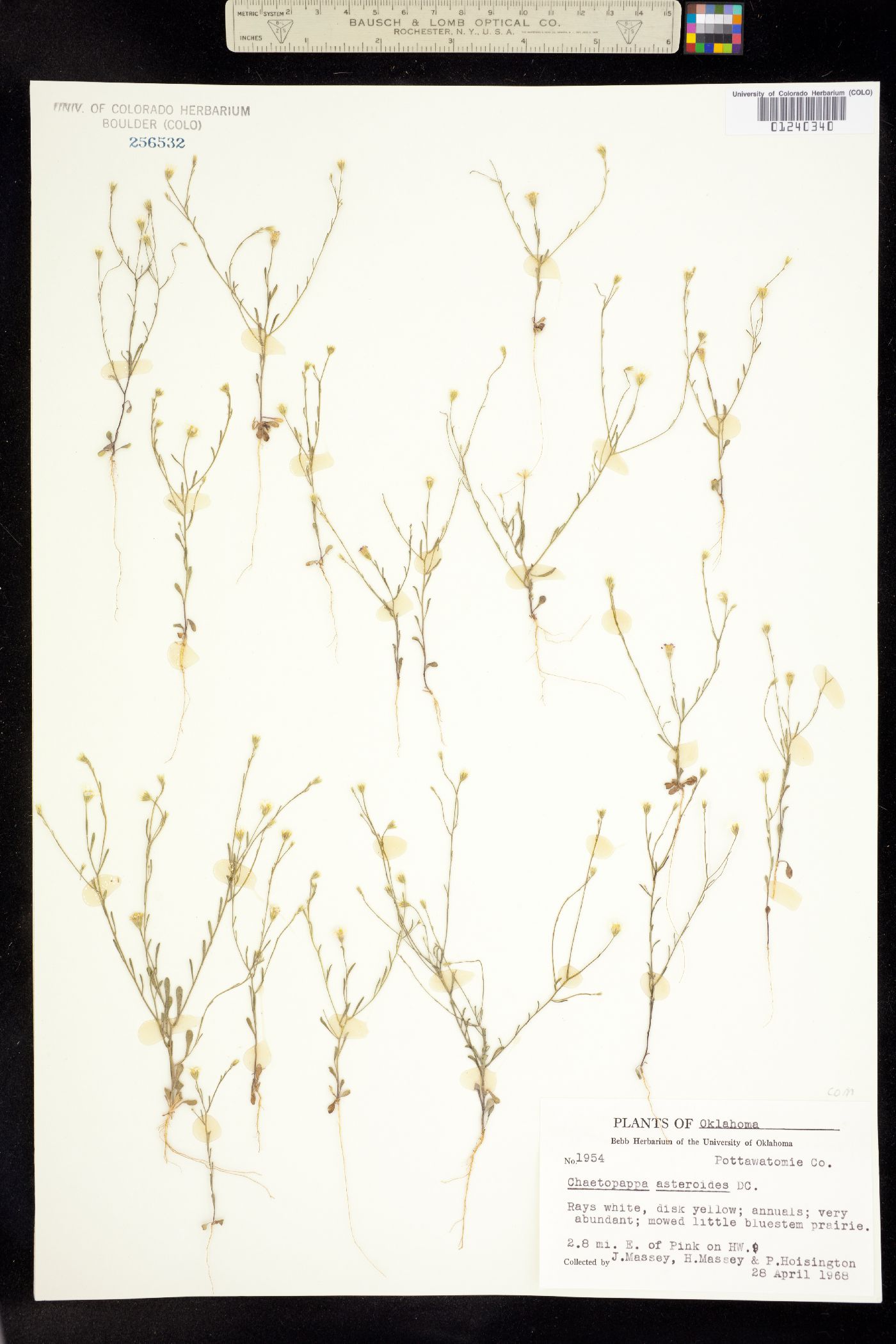 Chaetopappa asteroides image