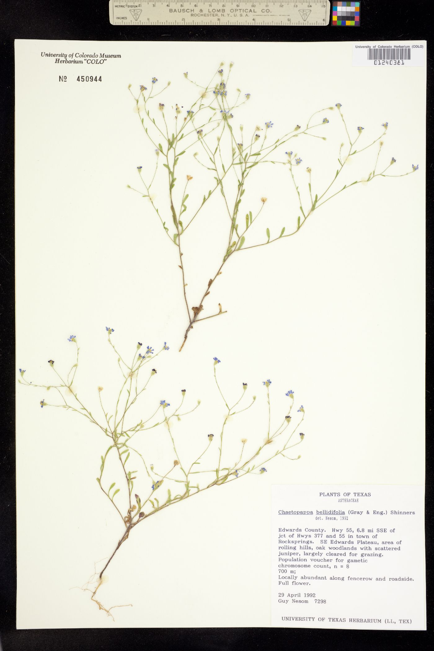 Chaetopappa bellidifolia image