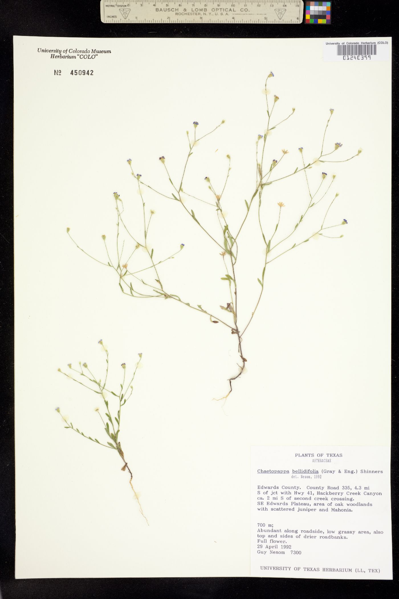 Chaetopappa bellidifolia image