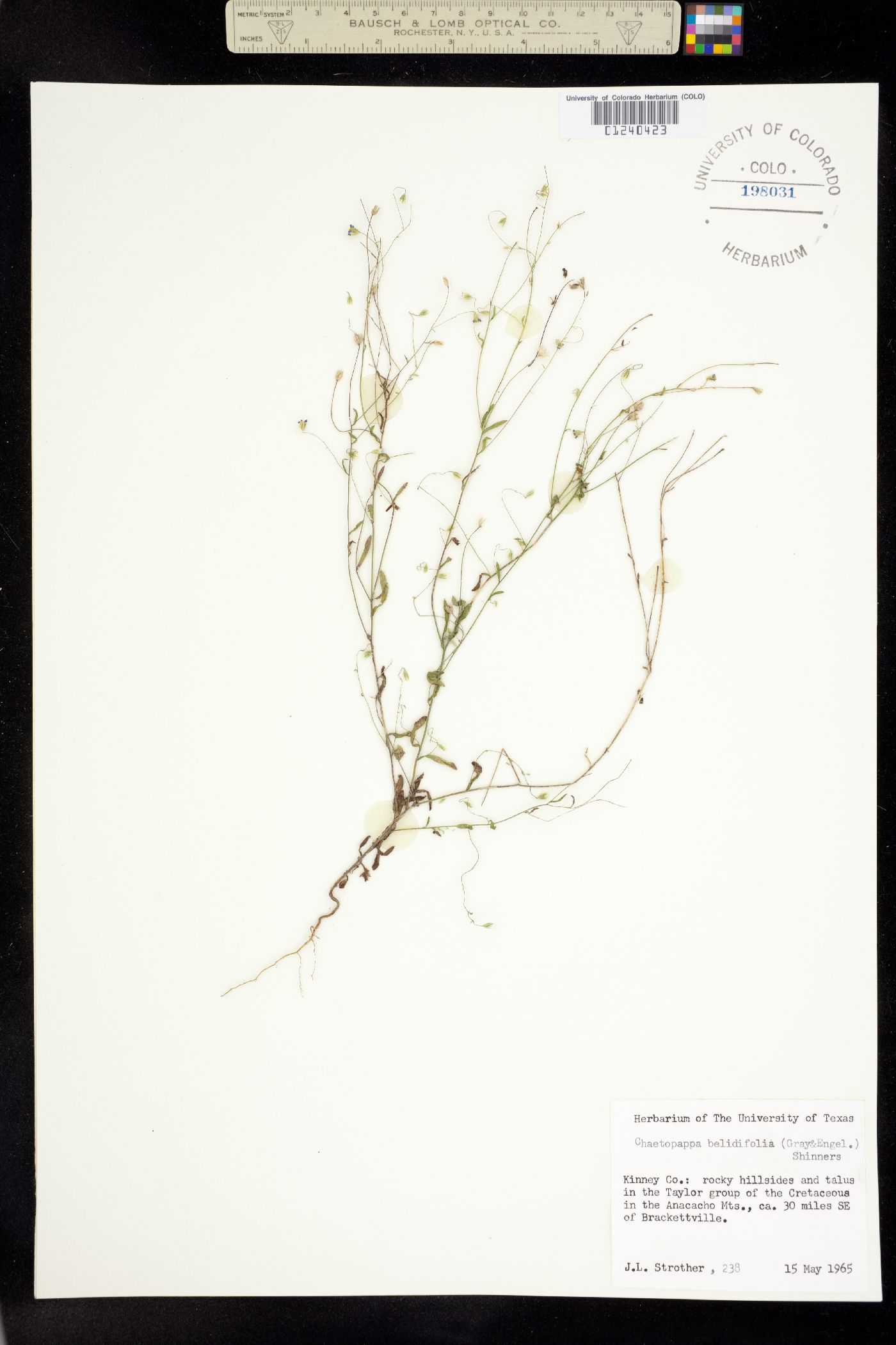 Chaetopappa bellidifolia image