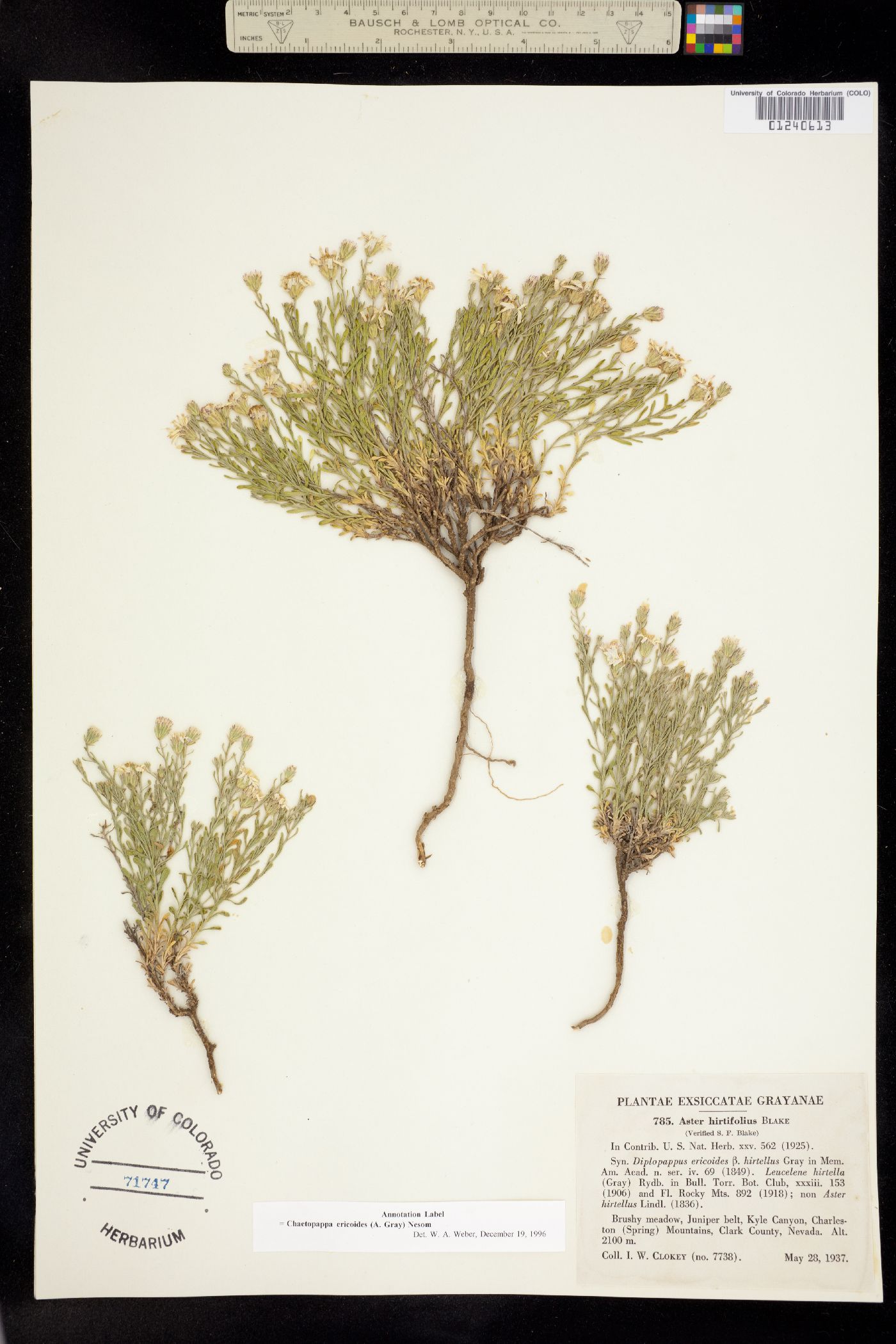 Chaetopappa ericoides image