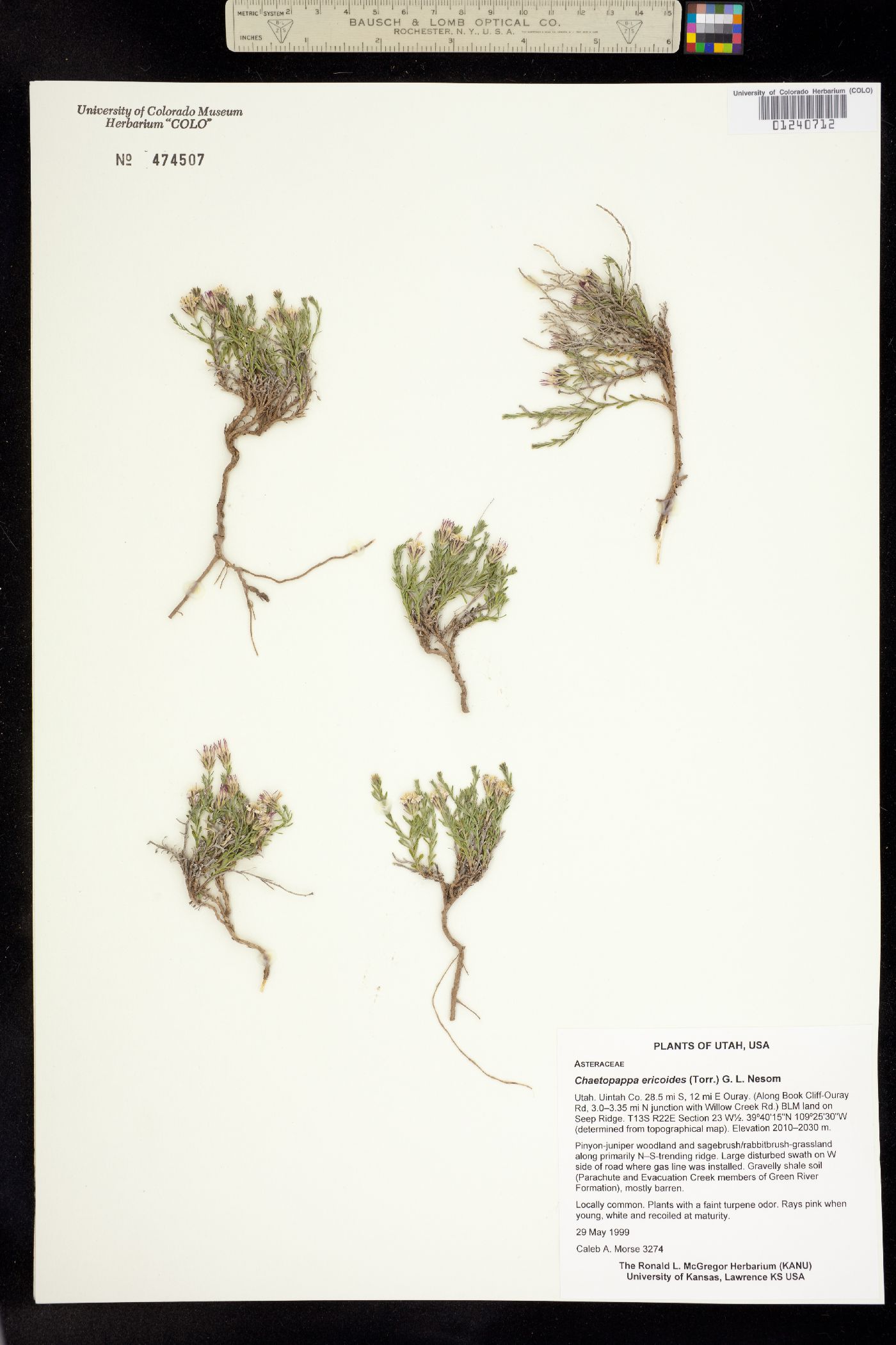 Chaetopappa ericoides image