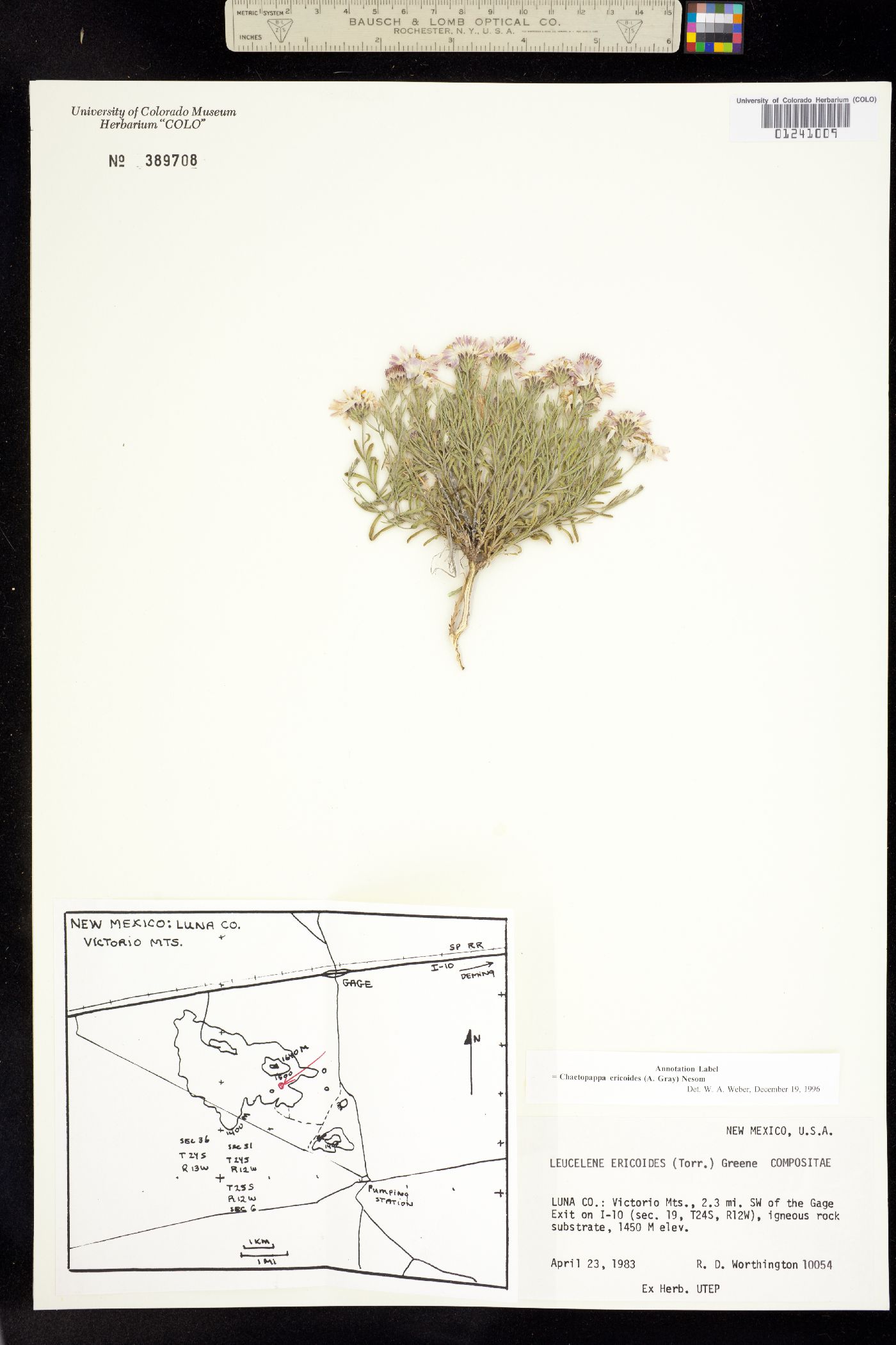 Chaetopappa image