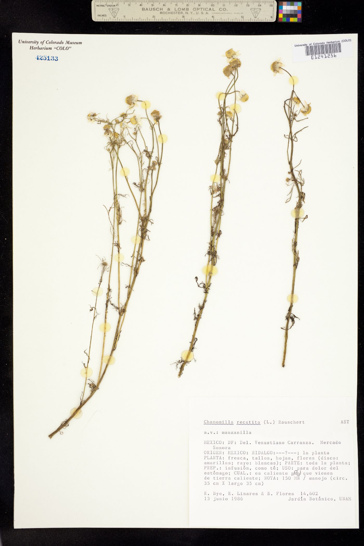 Matricaria chamomilla image
