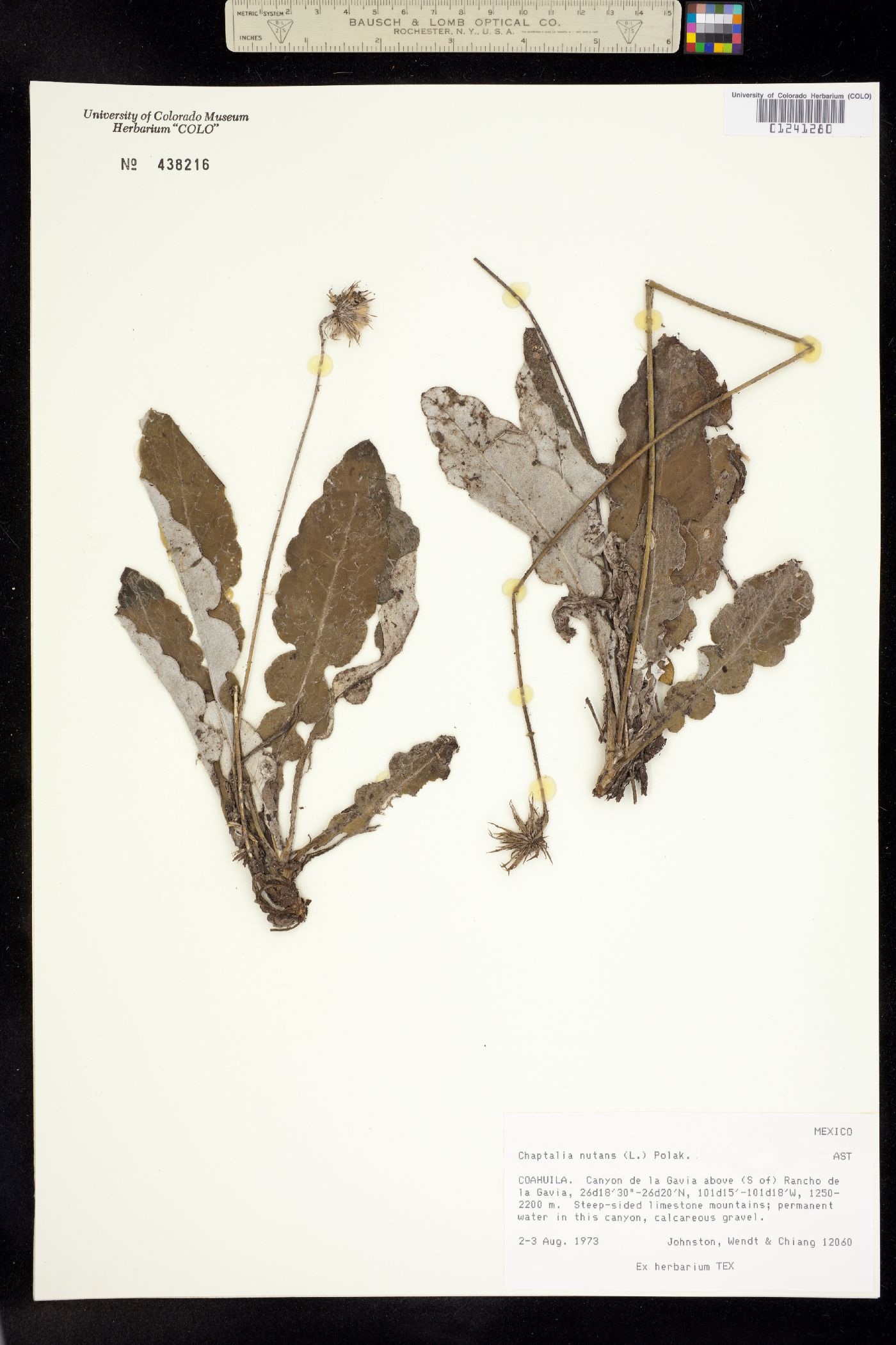 Chaptalia nutans image