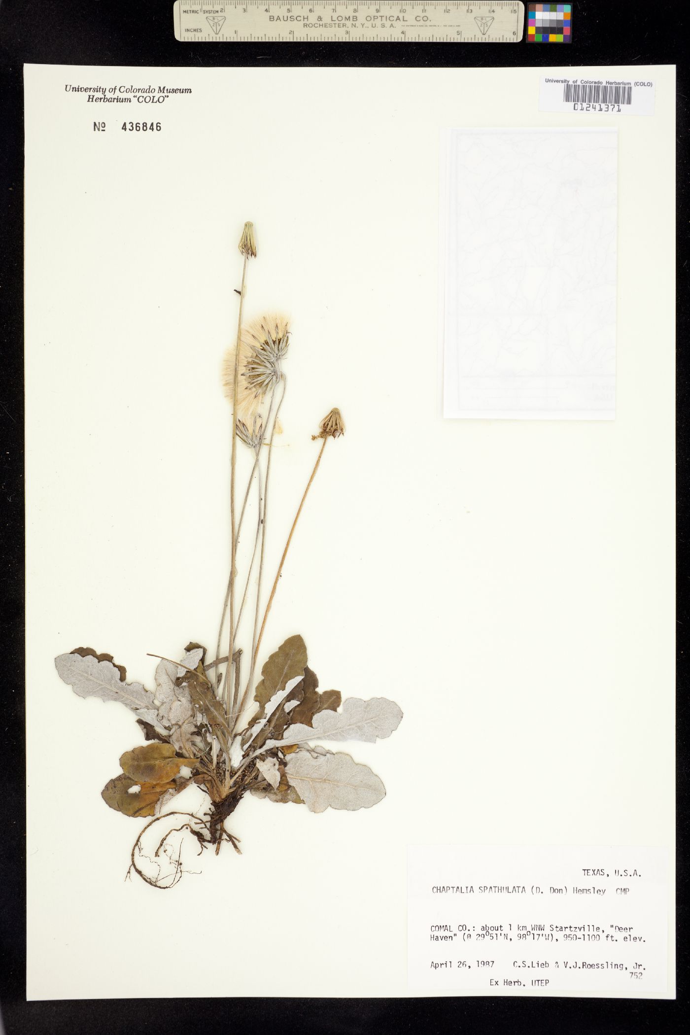 Chaptalia spathulata image