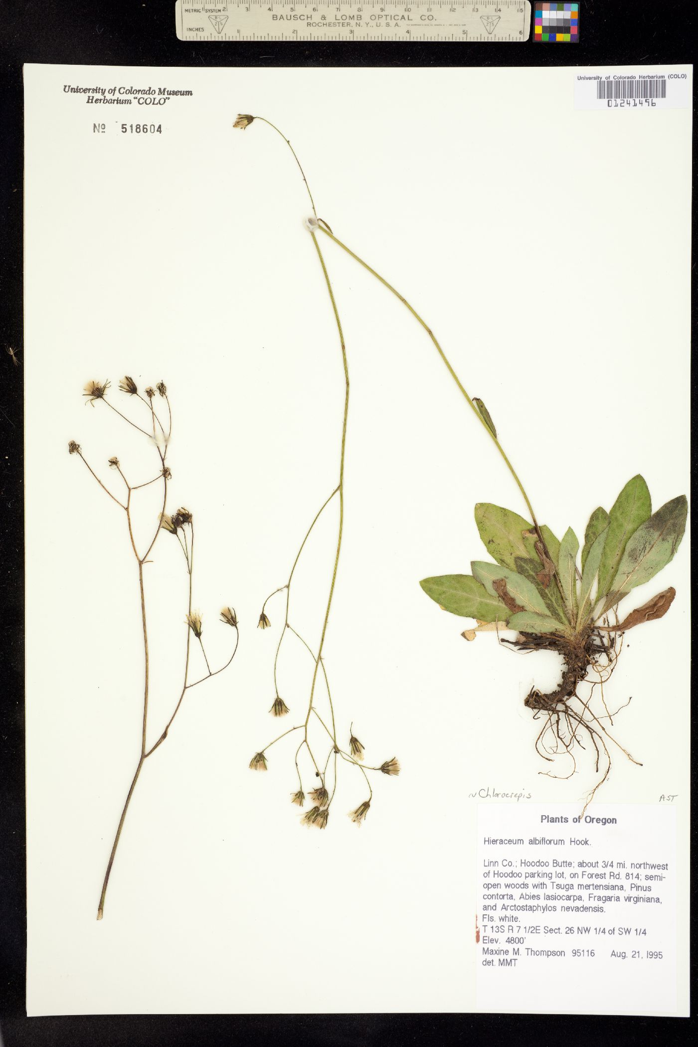 Hieracium image