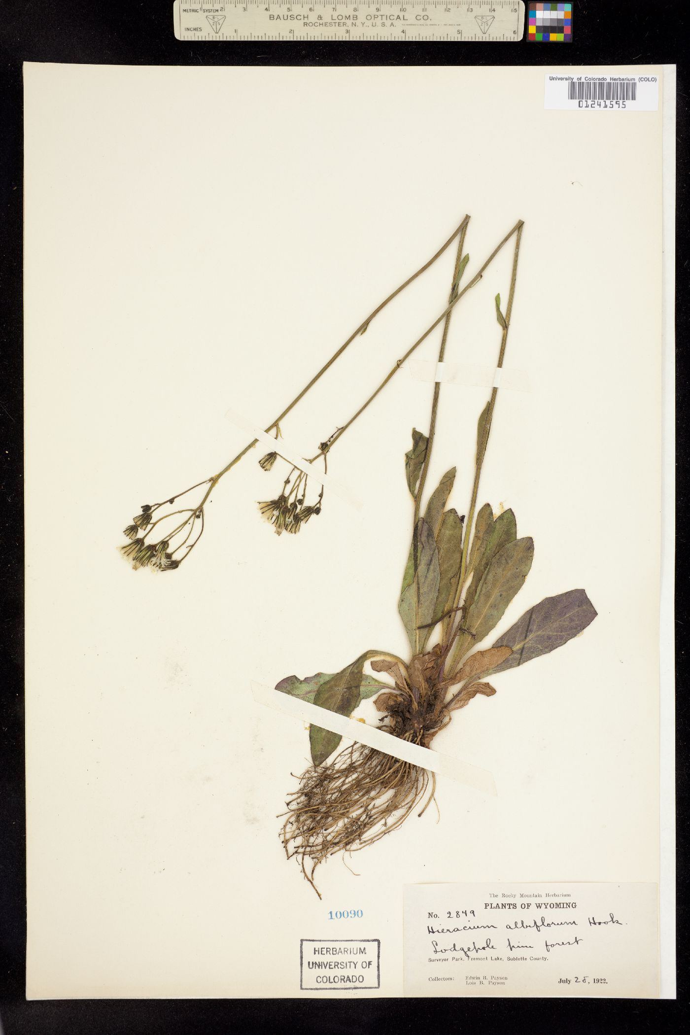 Hieracium albiflorum image