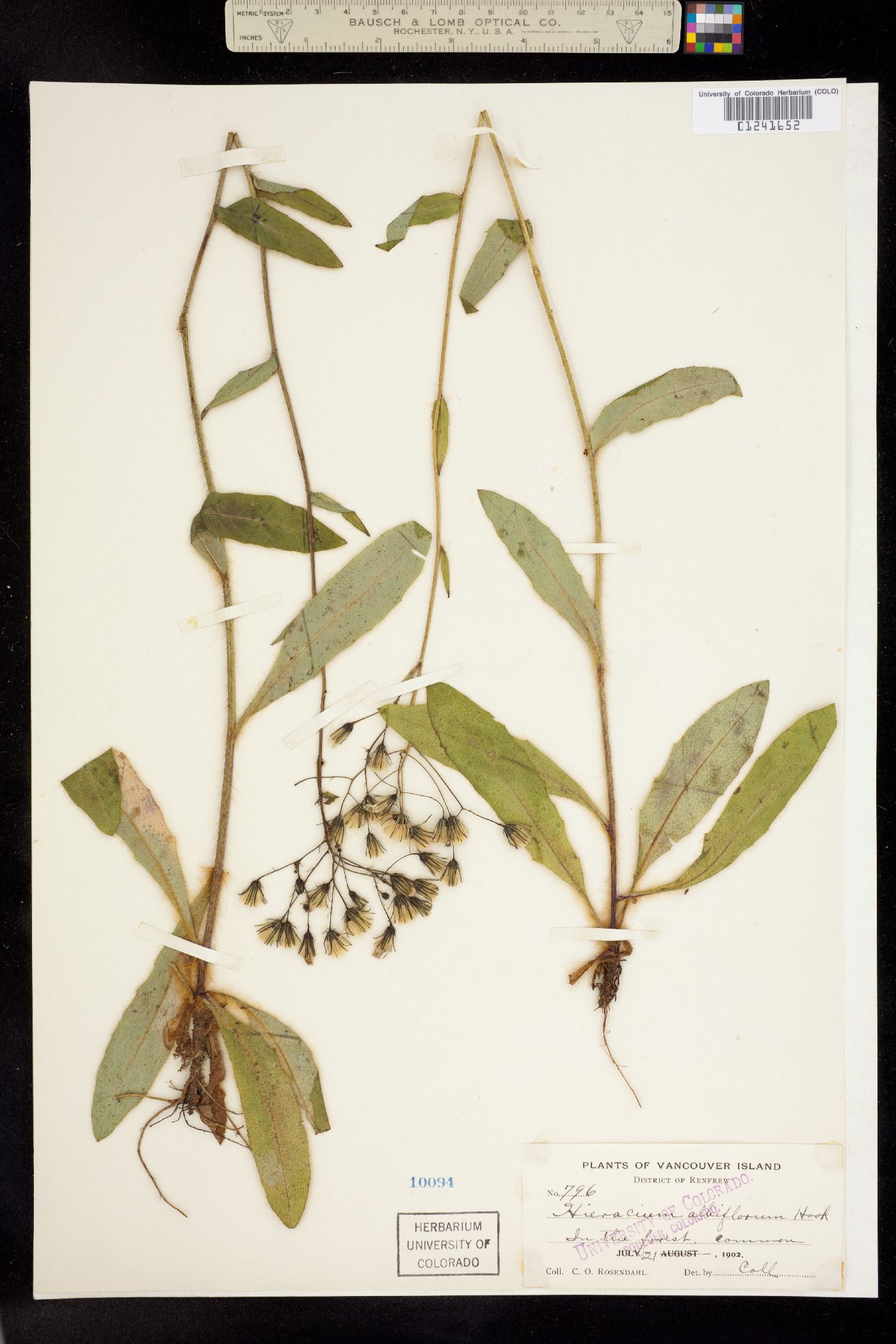 Hieracium image