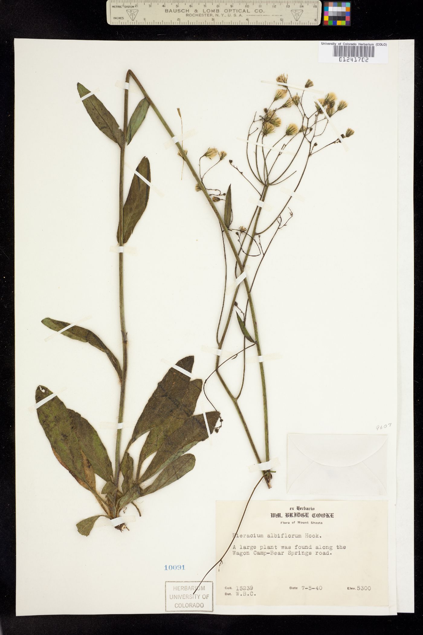 Hieracium albiflorum image