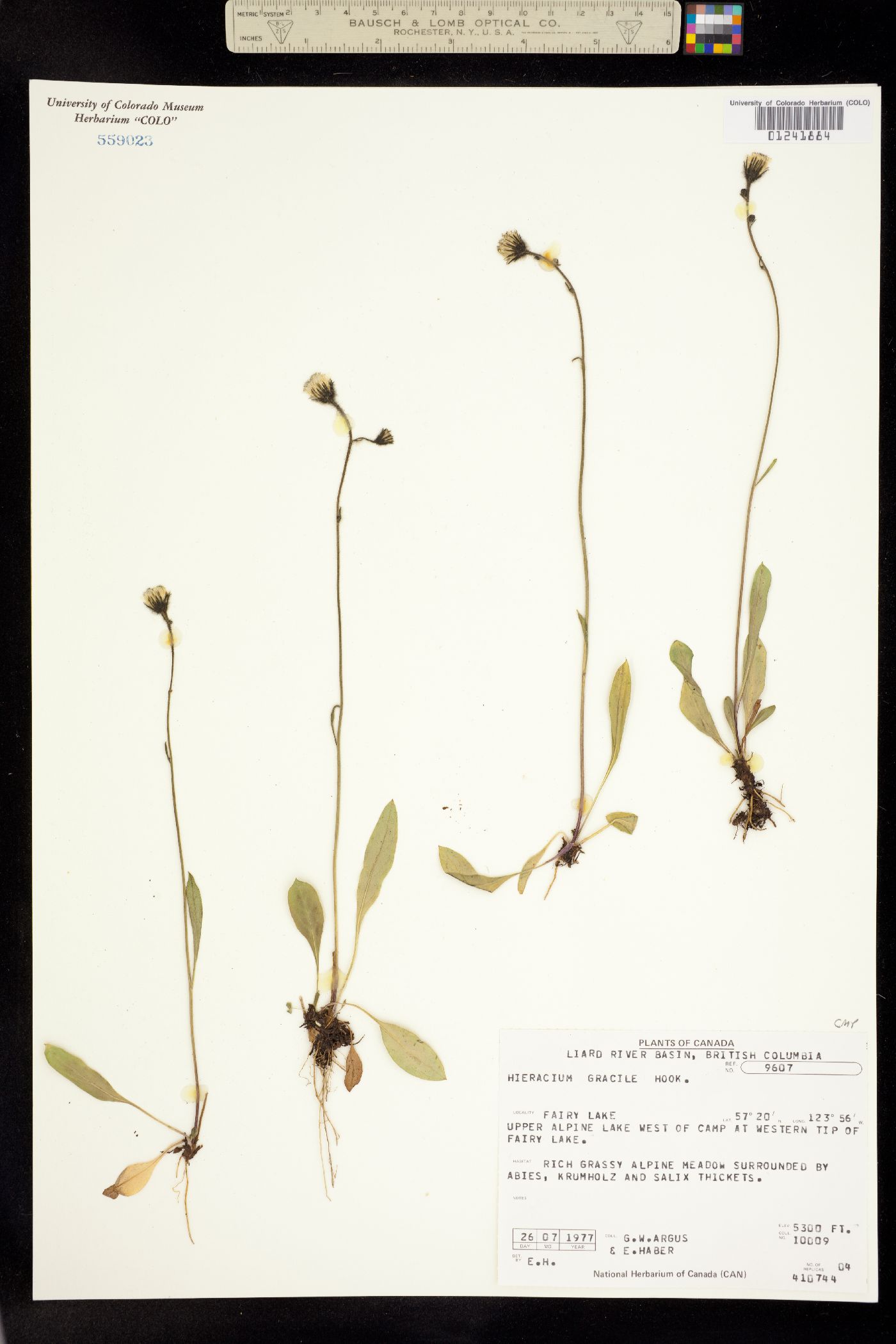 Hieracium triste image