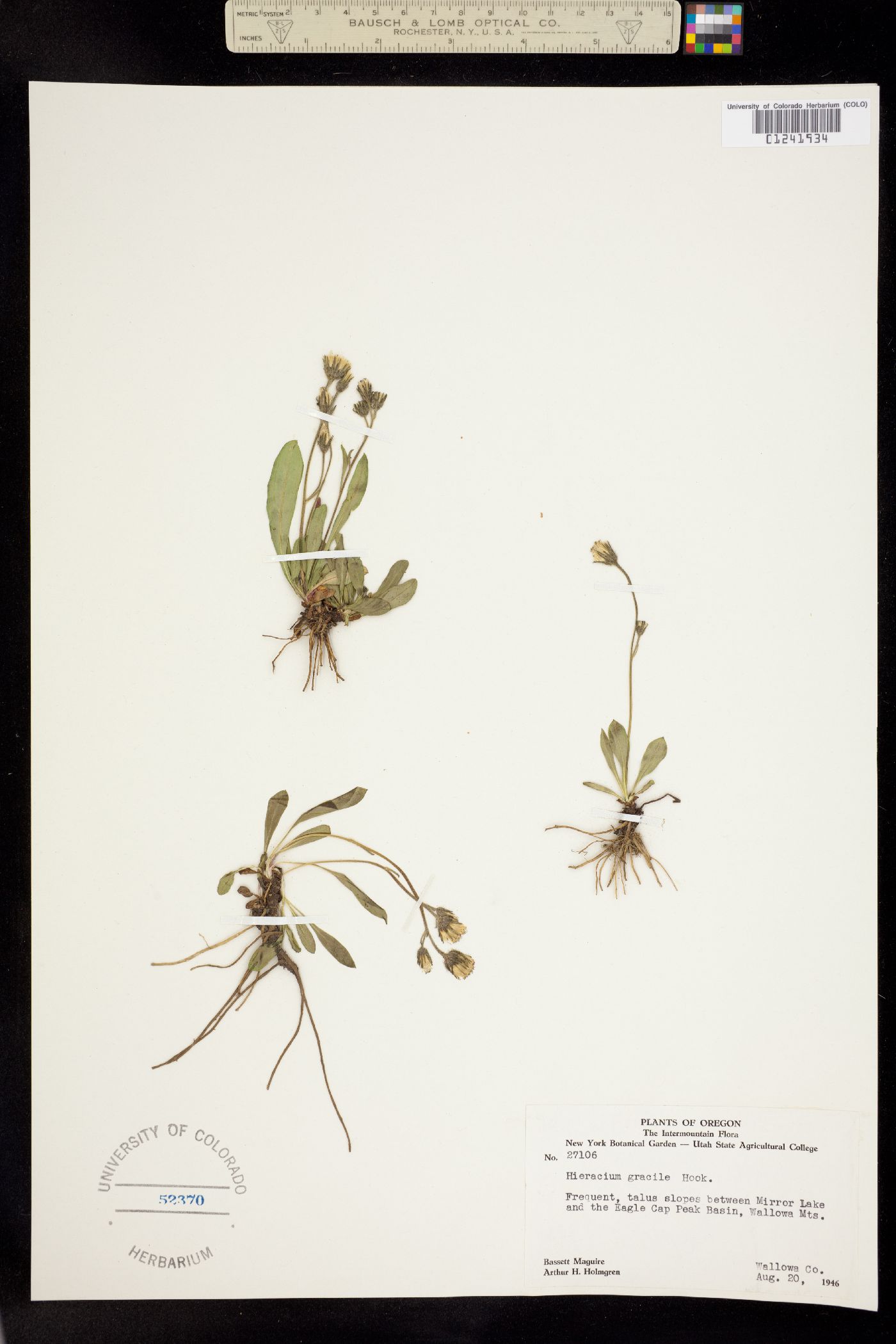 Hieracium triste image