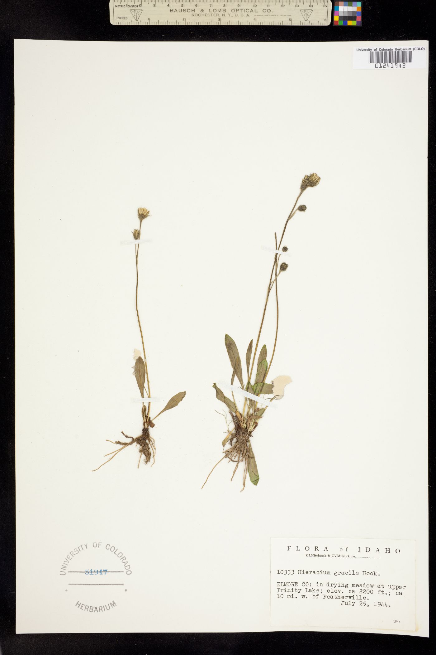 Hieracium triste image