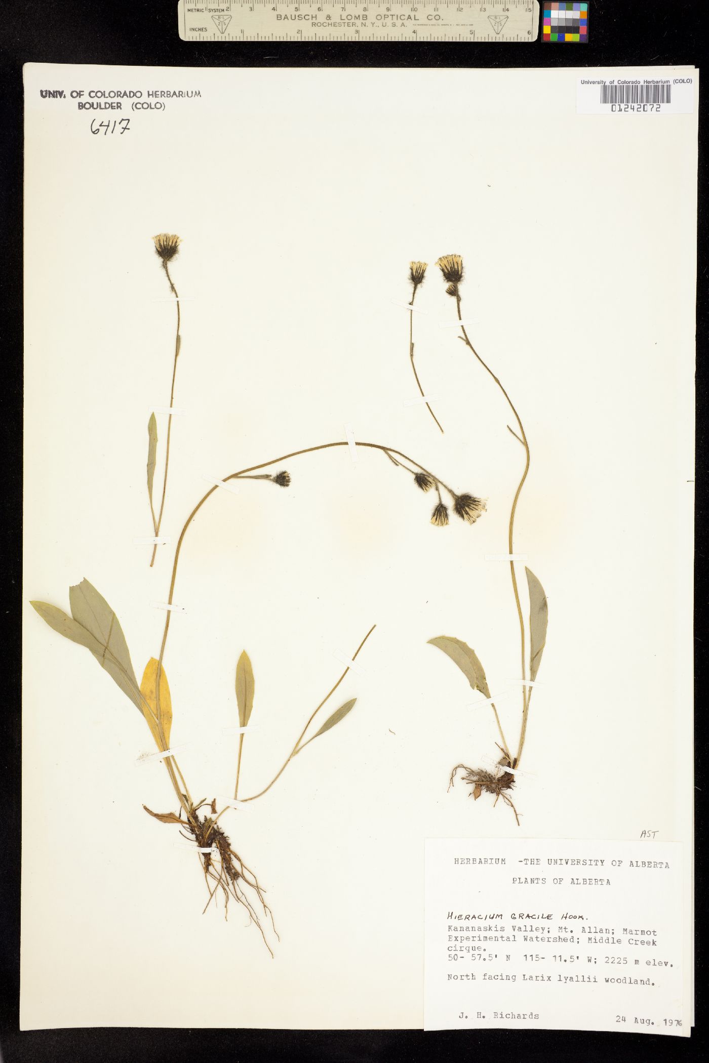 Chlorocrepis tristis image