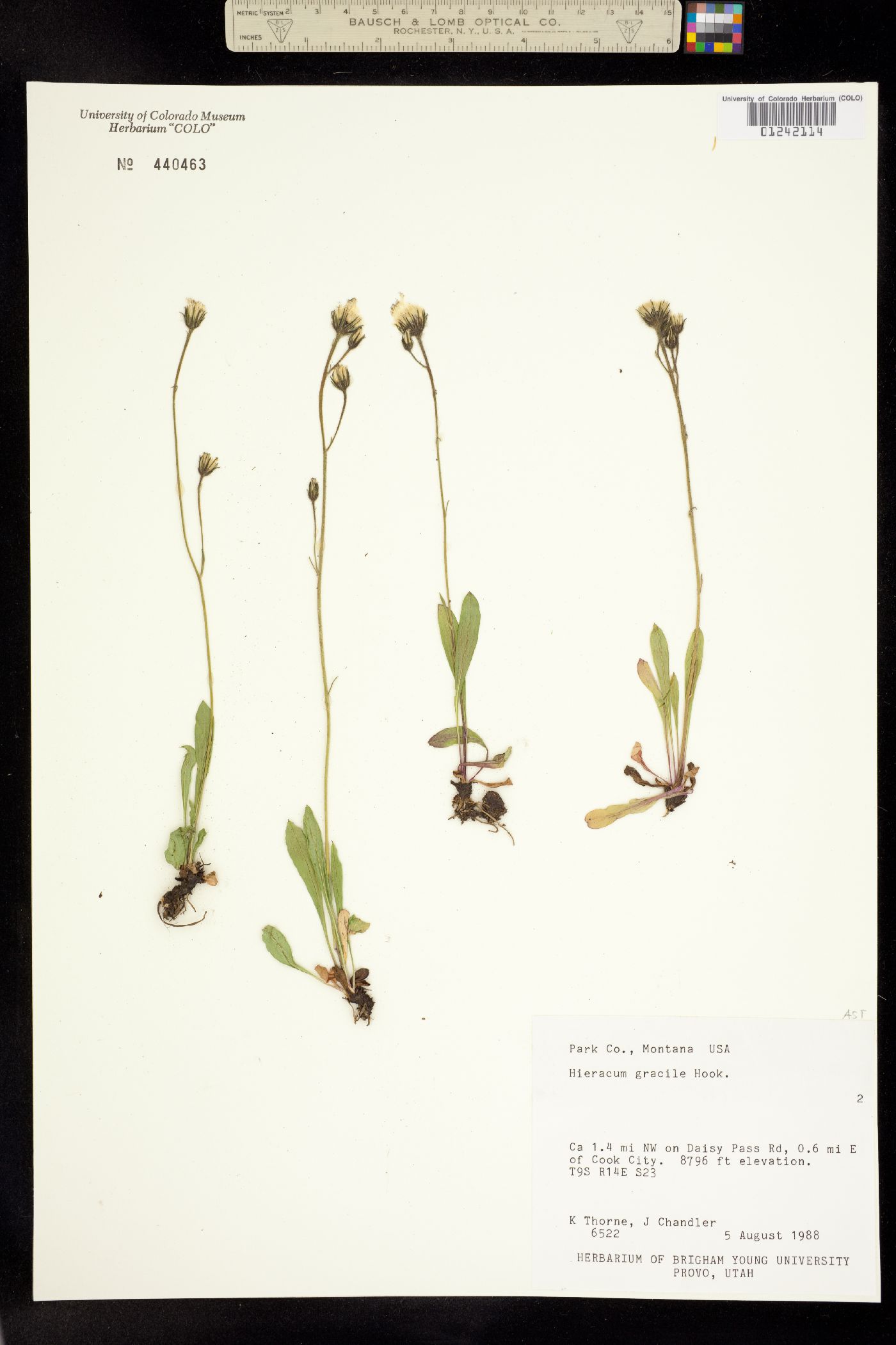 Chlorocrepis tristis image