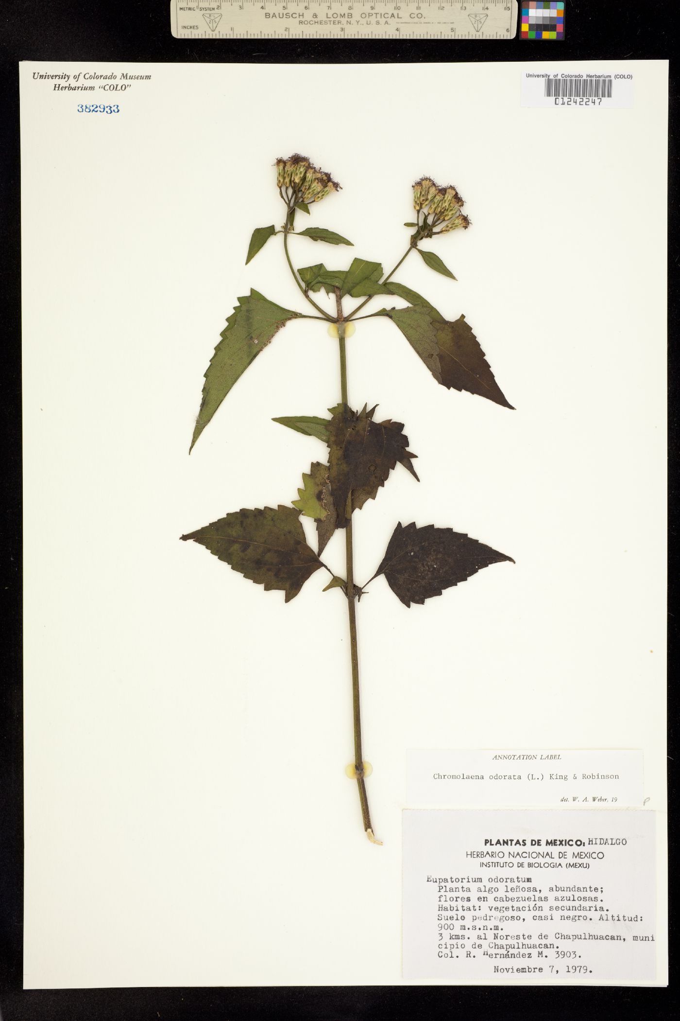 Chromolaena odorata image