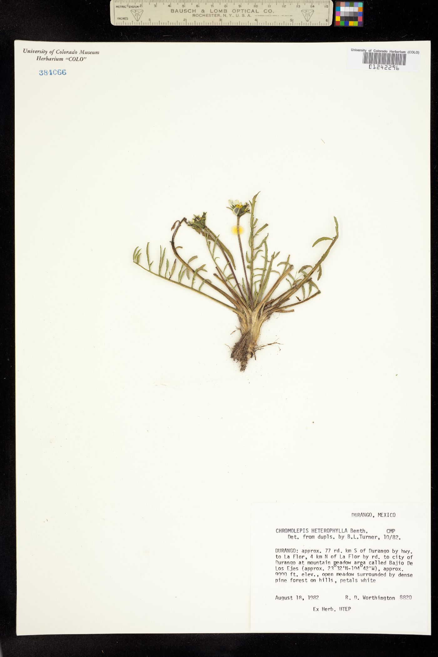 Chromolepis heterophylla image