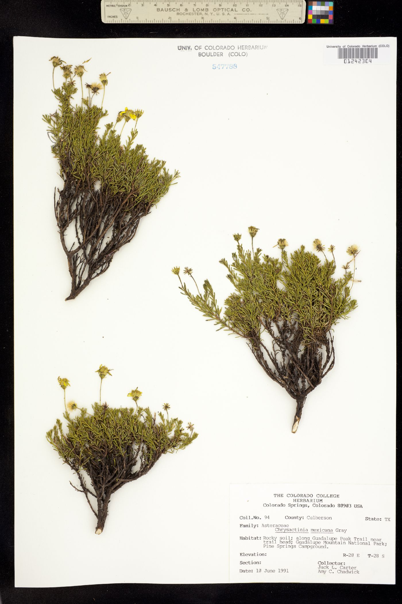 Chrysactinia mexicana image