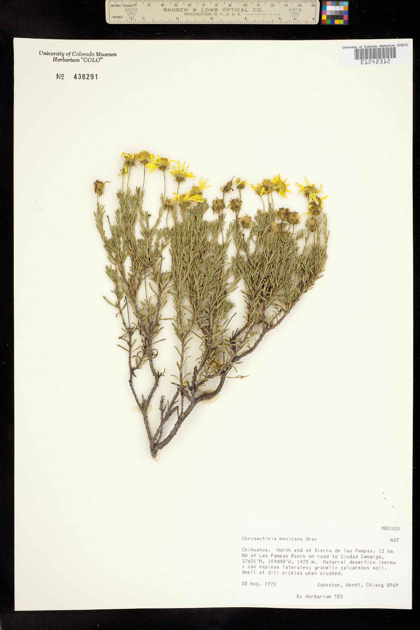Chrysactinia mexicana image