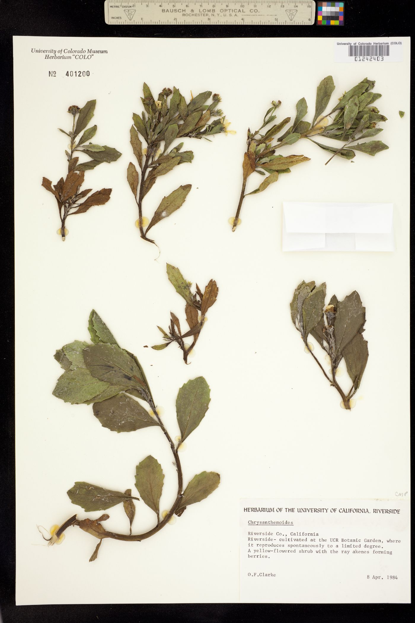Chrysanthemoides image