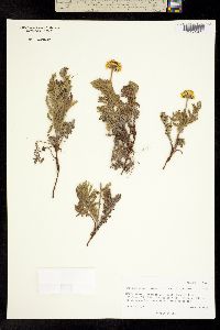 Chrysanthemum bipinnatum image