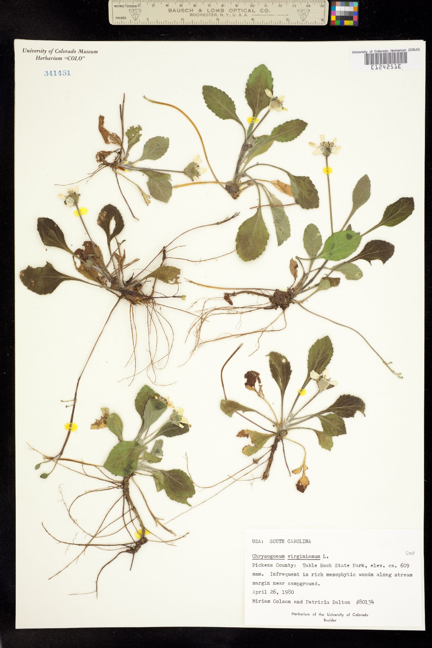 Chrysogonum virginianum image